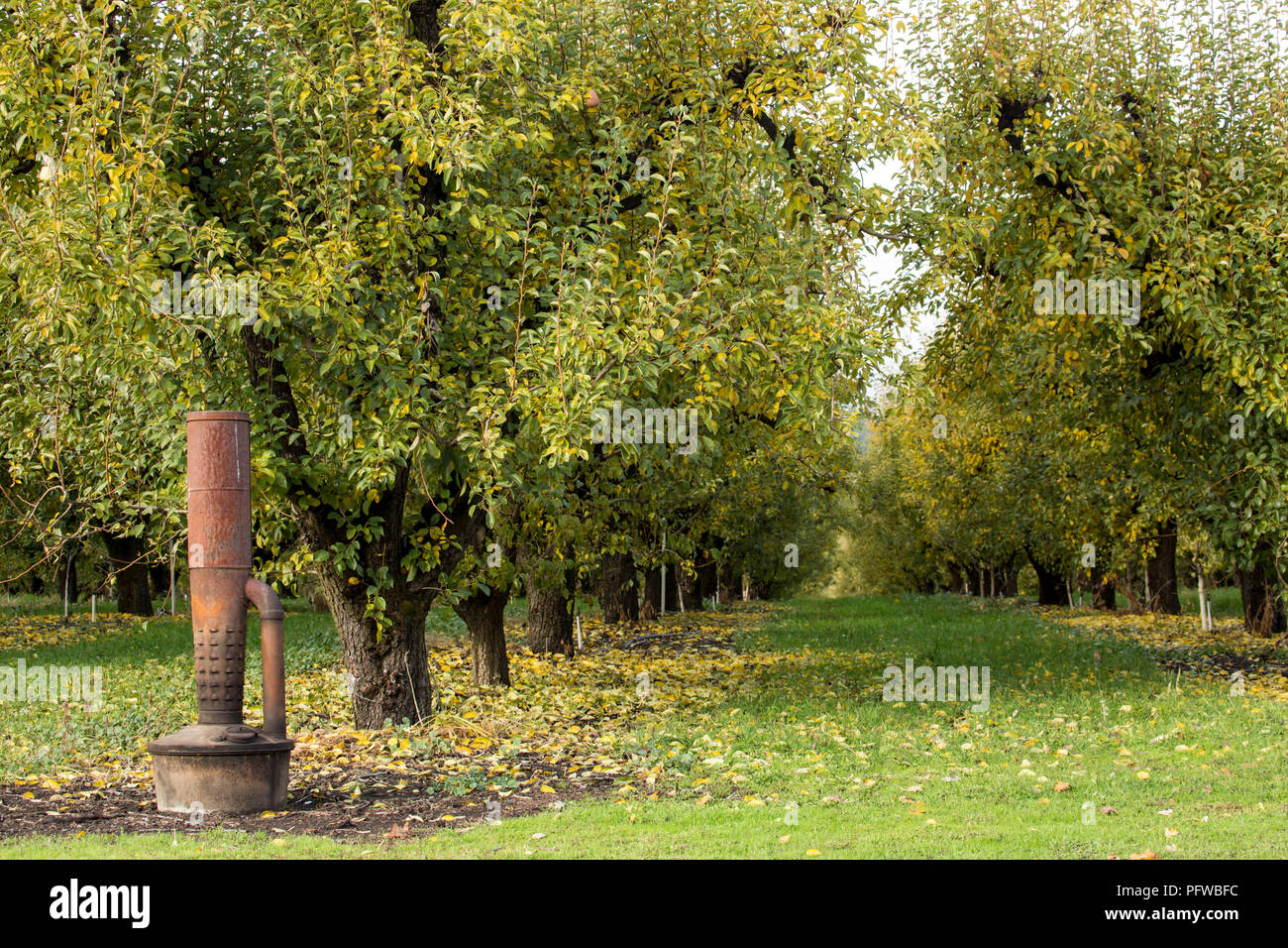 Apple tree pot hires stock photography and images Alamy