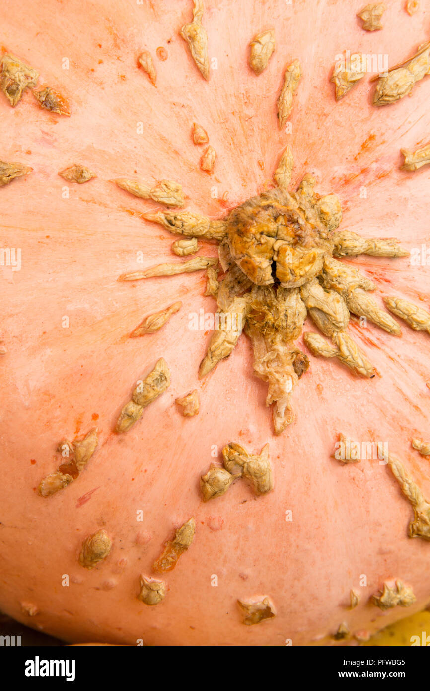 Hood River, Oregon, USA.  Close-up of a Galeux D'Eysines or Peanut pumpkin. Stock Photo