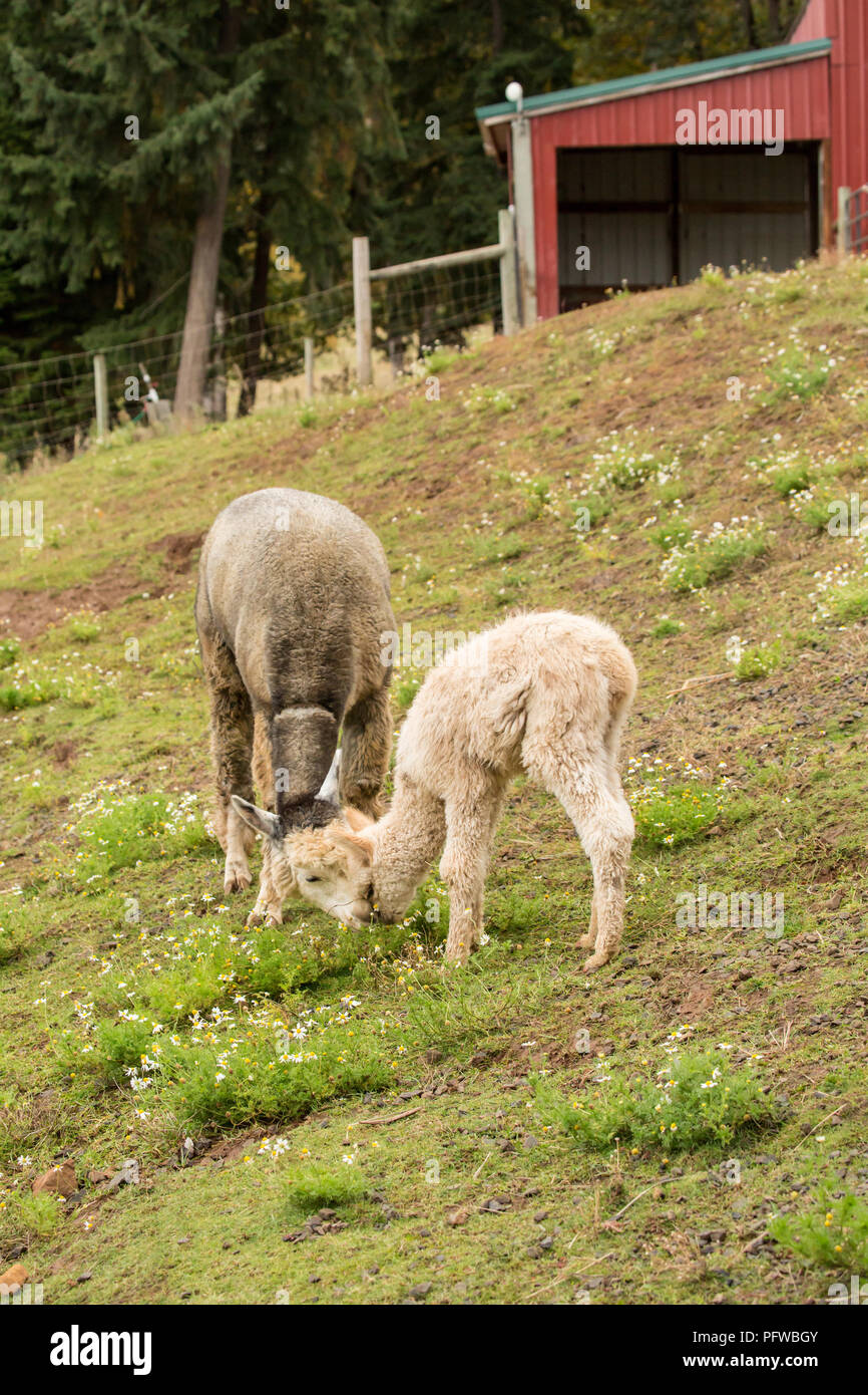 Hood River, Oregon, USA.  Mother and baby (cria) alpaca grazing in pasture, with the cria being affectionate with its mother in light rain. Stock Photo
