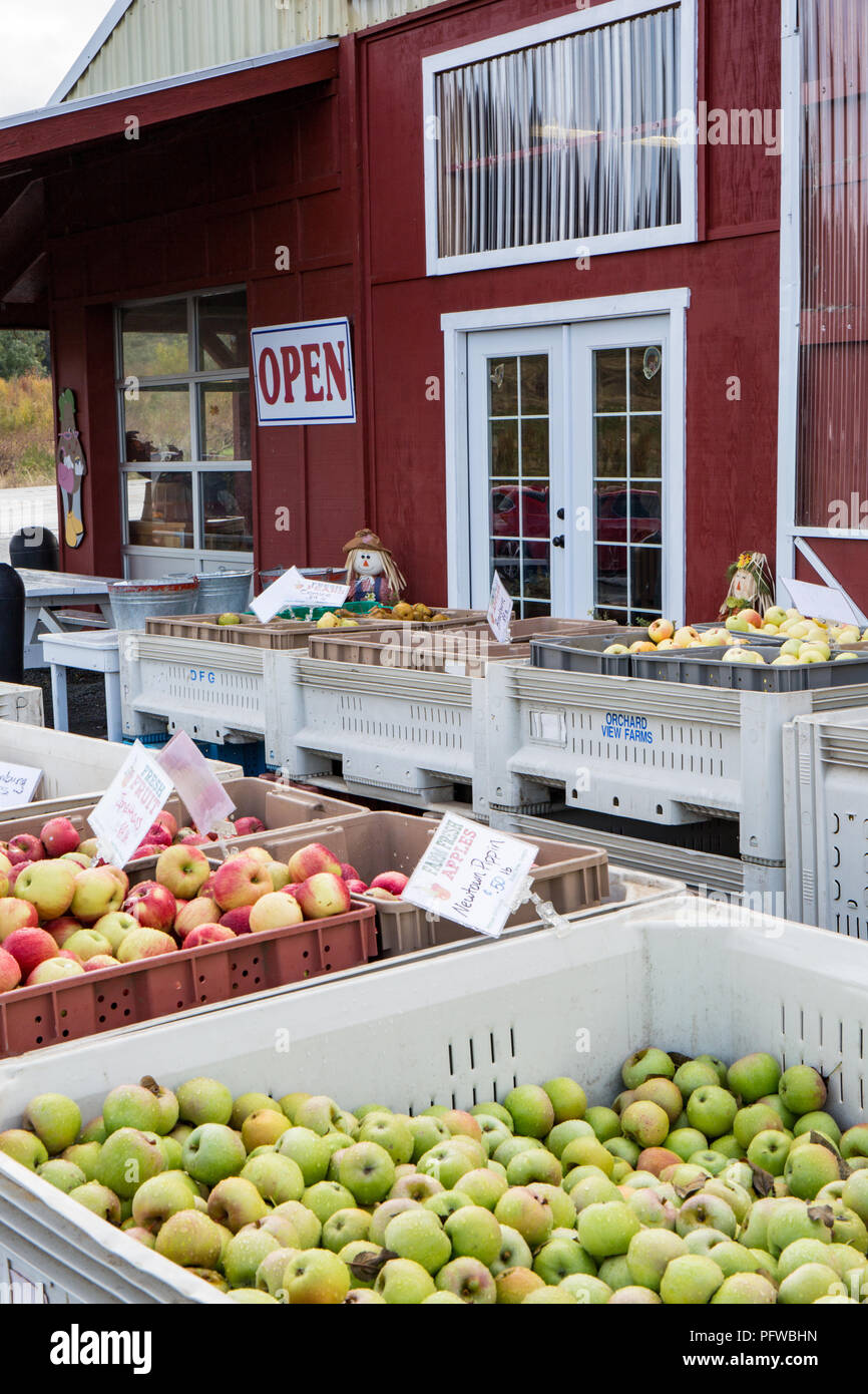 Hood River, Oregon, USA.  Bins of apples for sale at a produce market, with Newtown Pippin apples in the foreground bin and Jonathon apples behind it. Stock Photo