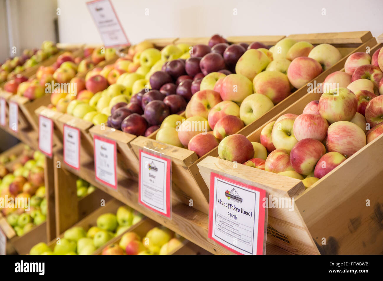 Hood River, Oregon, USA. Acane (Tokyo Rose) and other apples for sale