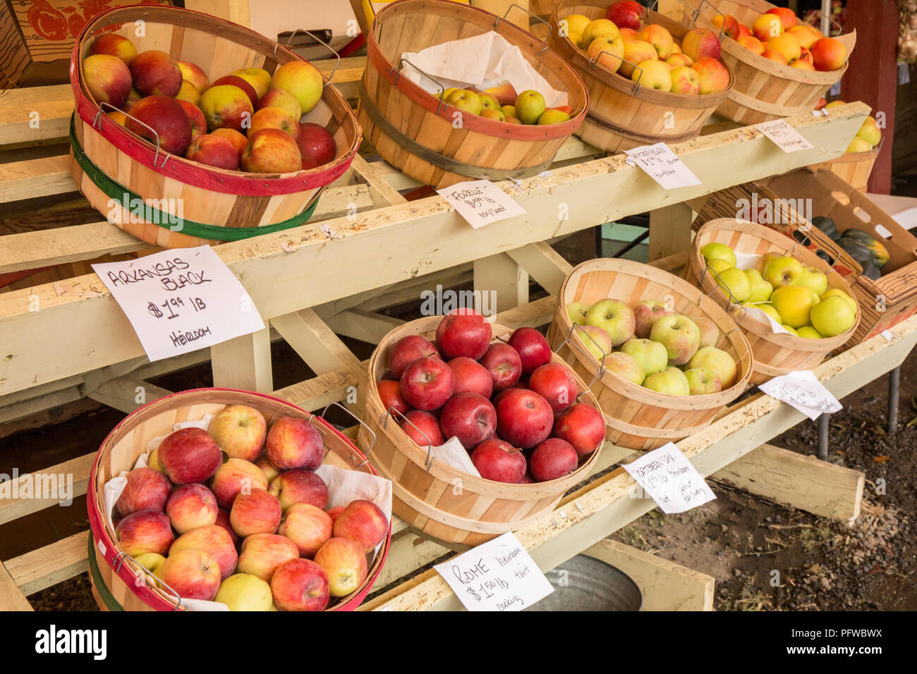 Hood River, Oregon, USA. Arkansas Black heirloom apples, Rome apples