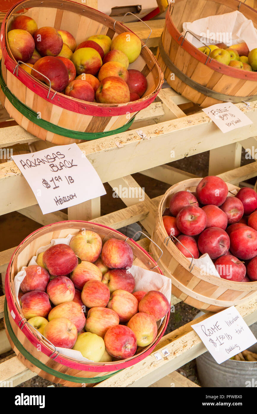 Hood River, Oregon, USA. Arkansas Black heirloom apples, Rome apples, Northern Spy apples