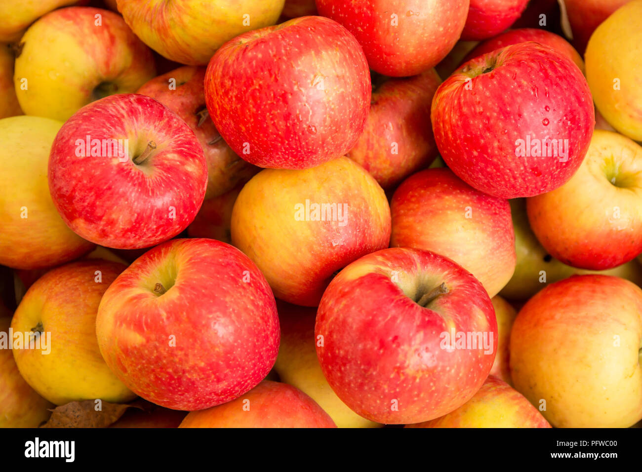 Honey crisp apple hires stock photography and images Alamy