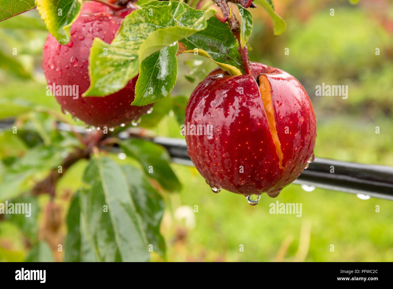 Hood River, Oregon, USA. Closeup of Gale Gala apples growing in the