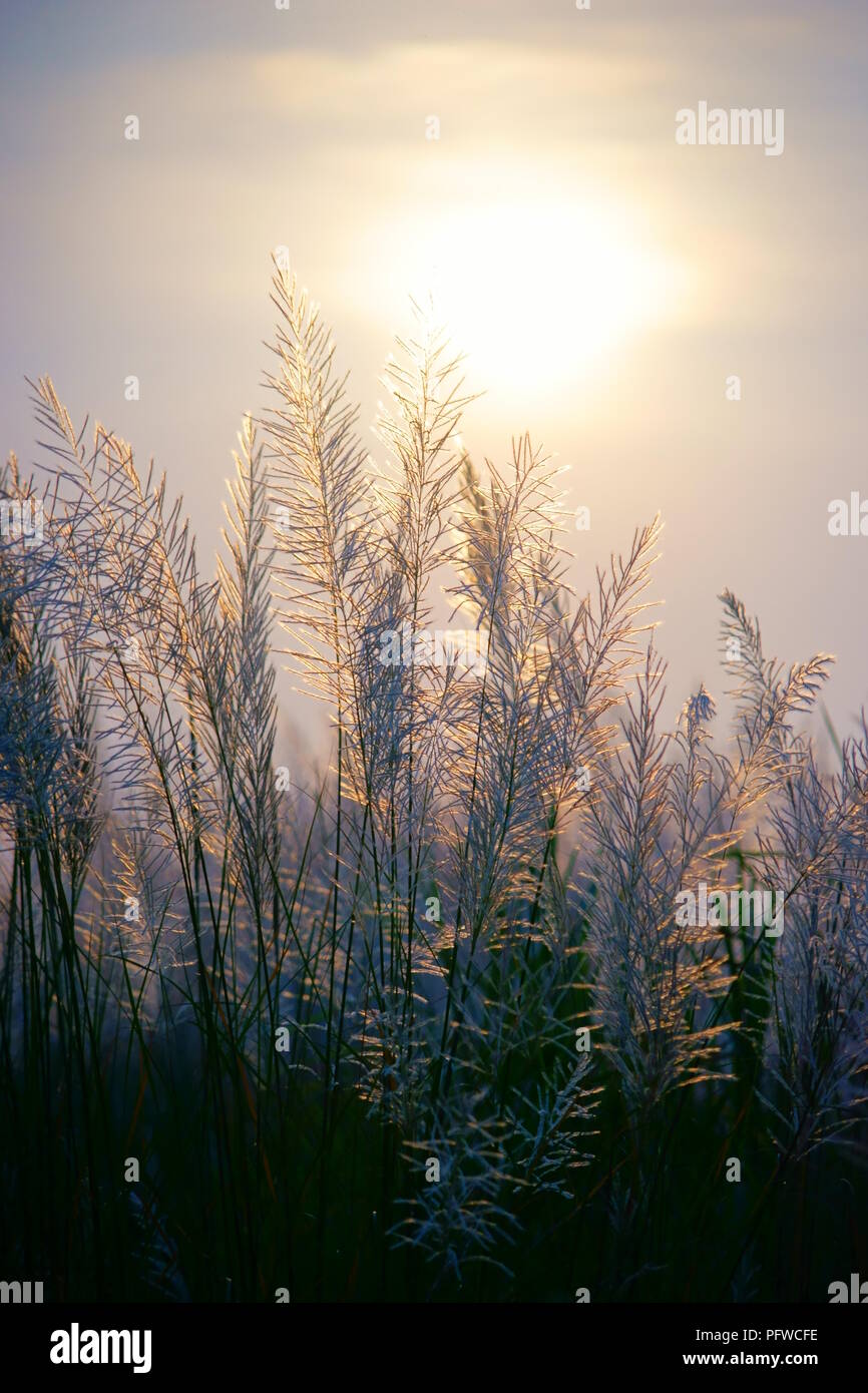 Silver grass in the Hsinchu agaist the sunset Stock Photo