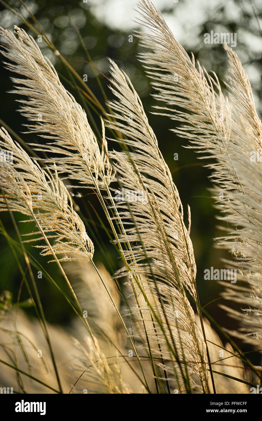 Silver grass in the Hsinchu at the sunset Stock Photo