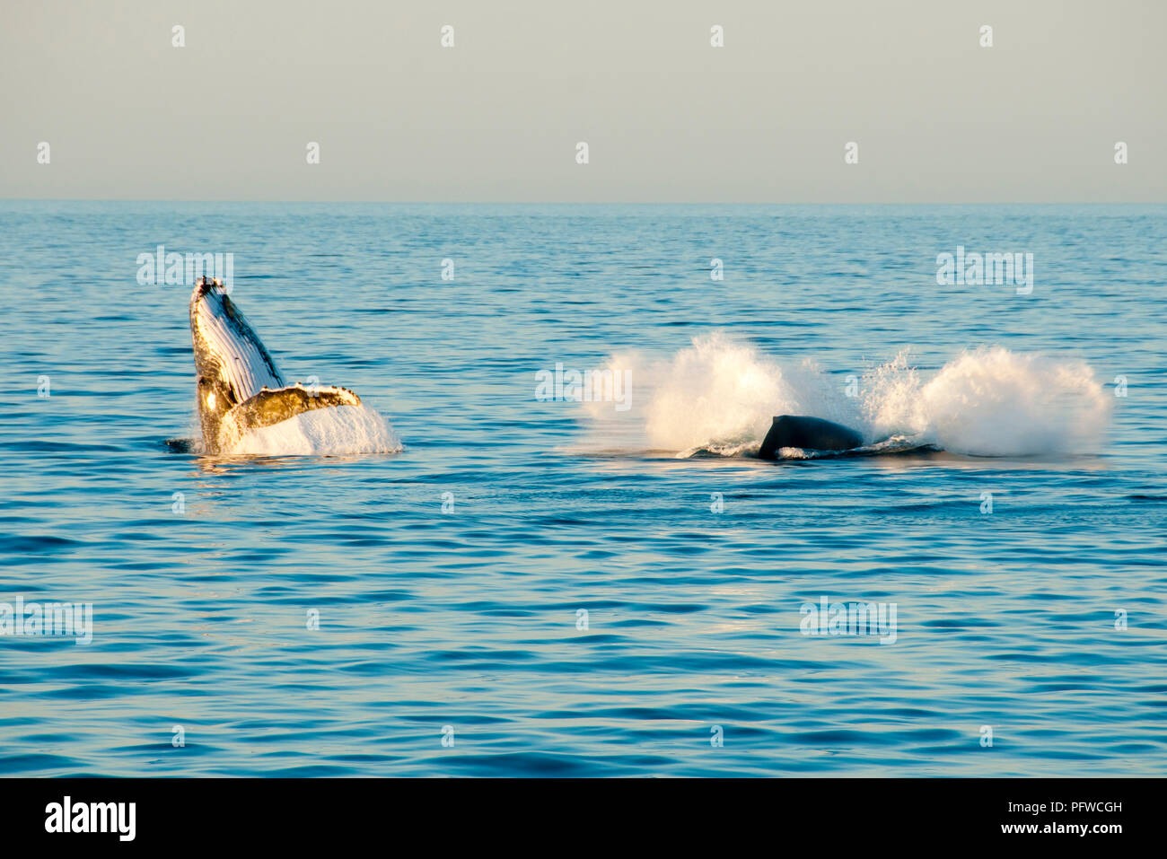 Humpback Whales - Exmouth - Australia Stock Photo