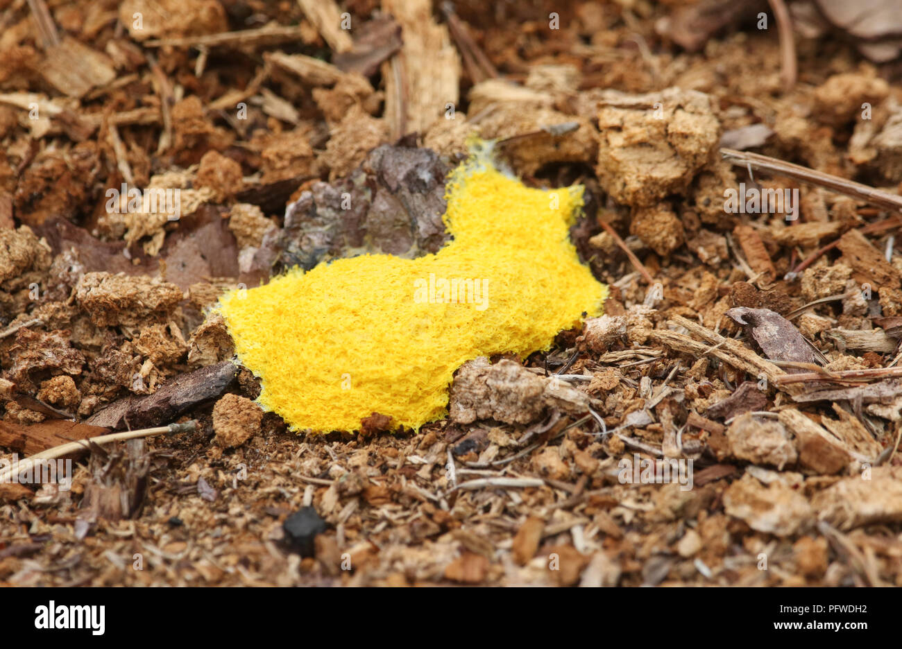 Dog Vomit Slime Mould (Fuligo septica) growing from the forest floor. Stock Photo