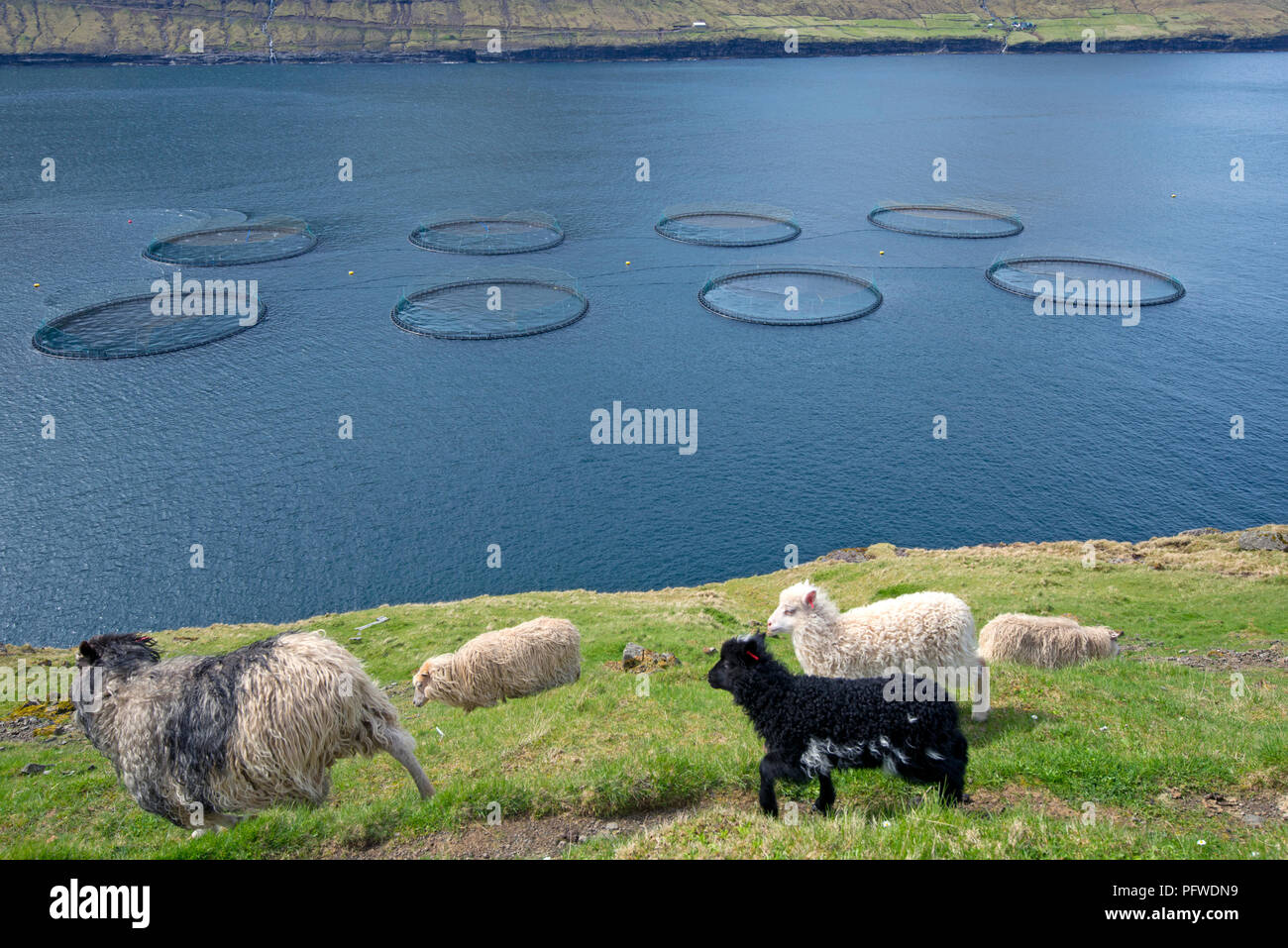 Fish farm, Borðoy, Norðoyar, Faroe Islands, Denmark Stock Photo