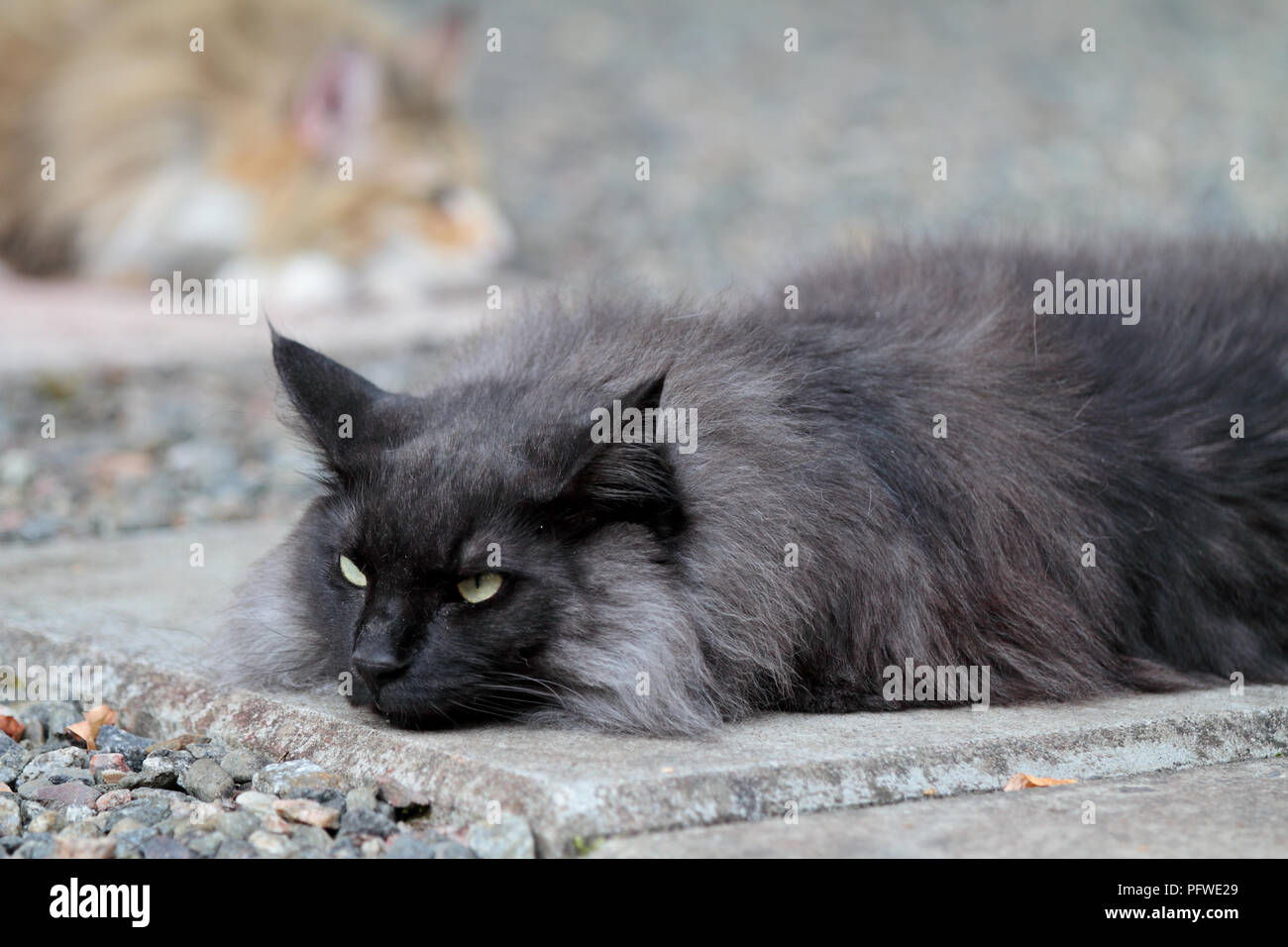 Black smoke norwegian forest cat male resting on pavement Stock Photo
