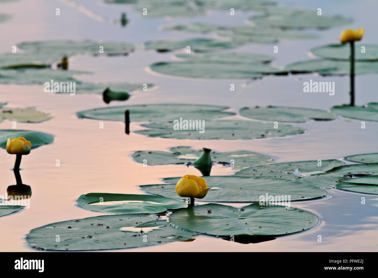 Pond lily blooming in river Stock Photo - Alamy