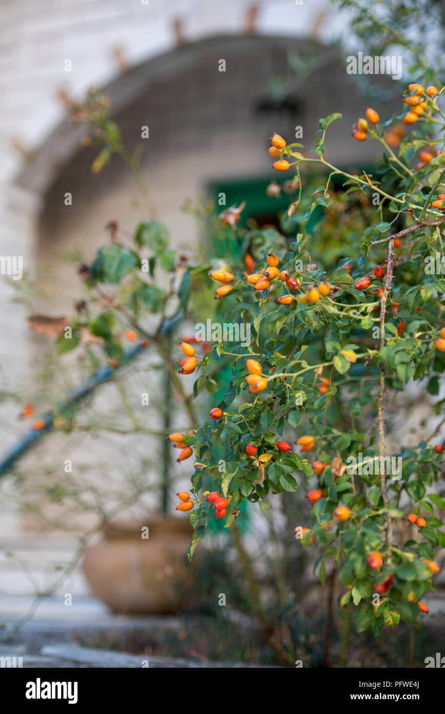 large warm climate bush with orange and red berries growing on a hillside outside of a greek villa on corfu. Stock Photo