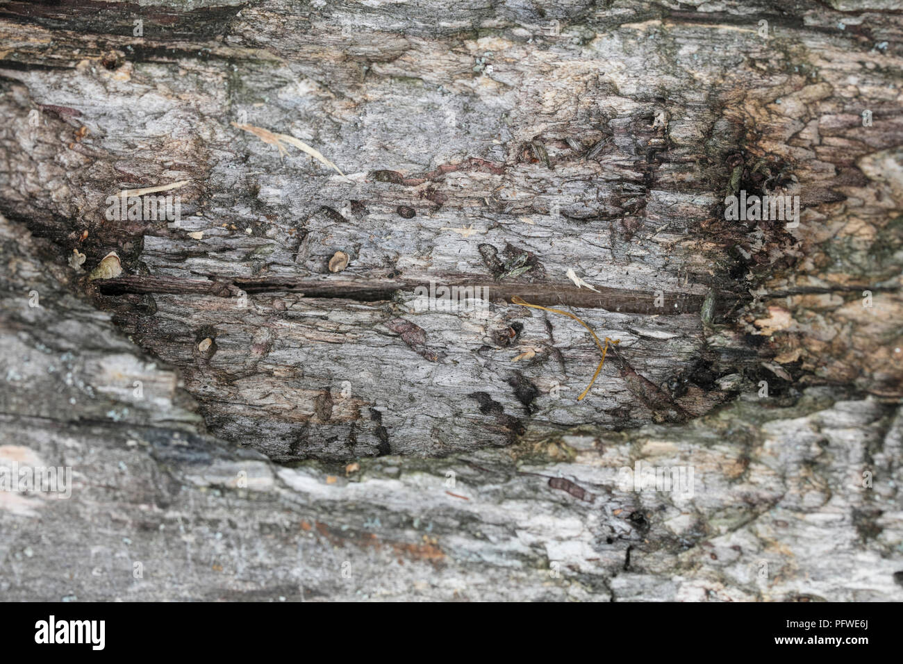 old tree branch, without bark Stock Photo