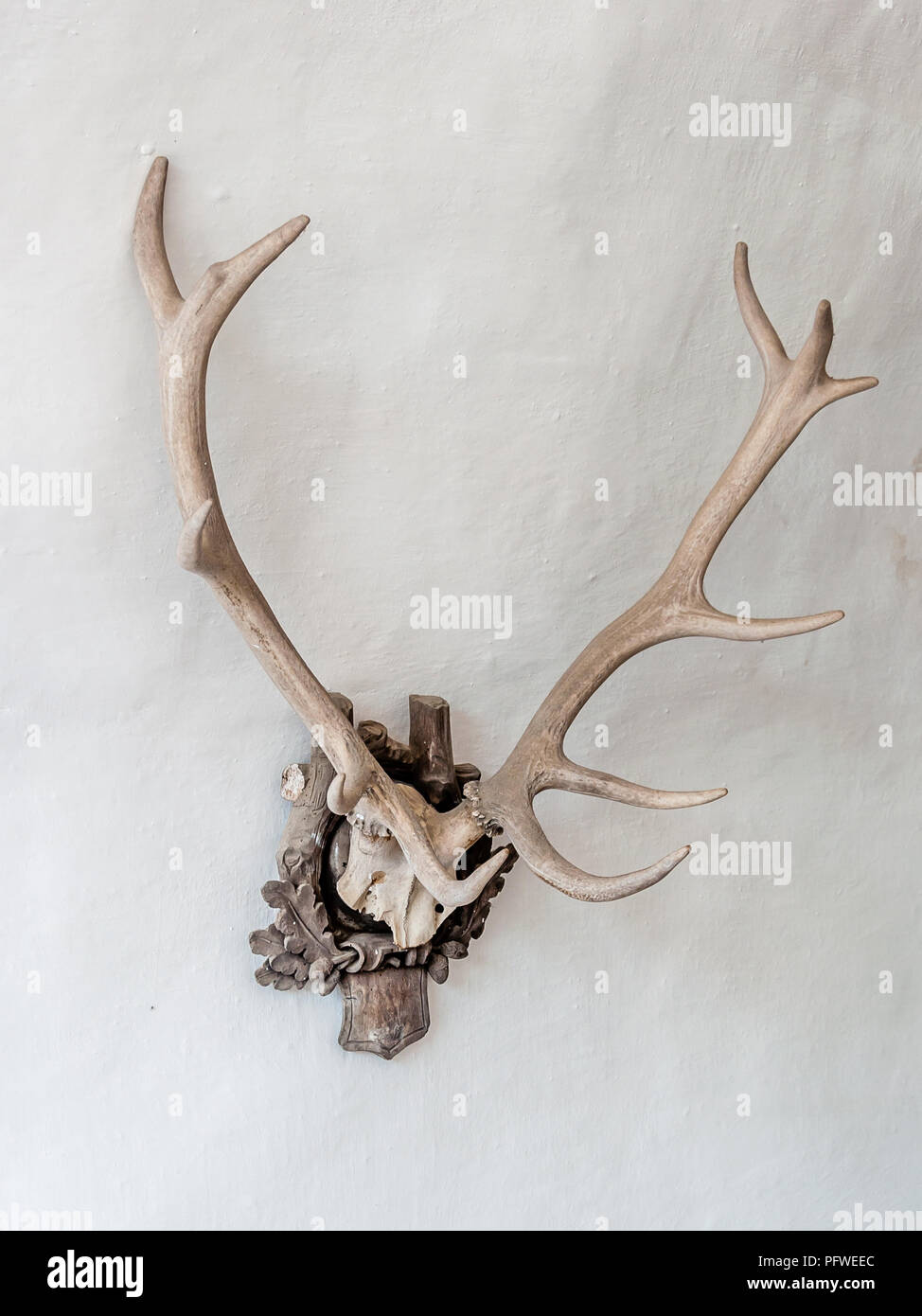 Antlers Hanging On The White Wall As Decoration Stock Photo