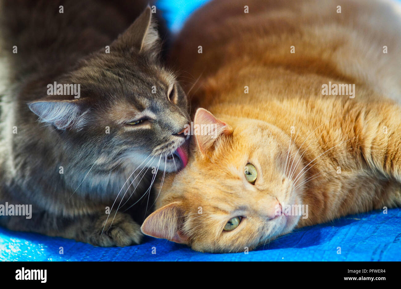 Montreal,Canada,16August,2018.Cat grooming a tabby cat.CreditMario Beauregard/Alamy Live News