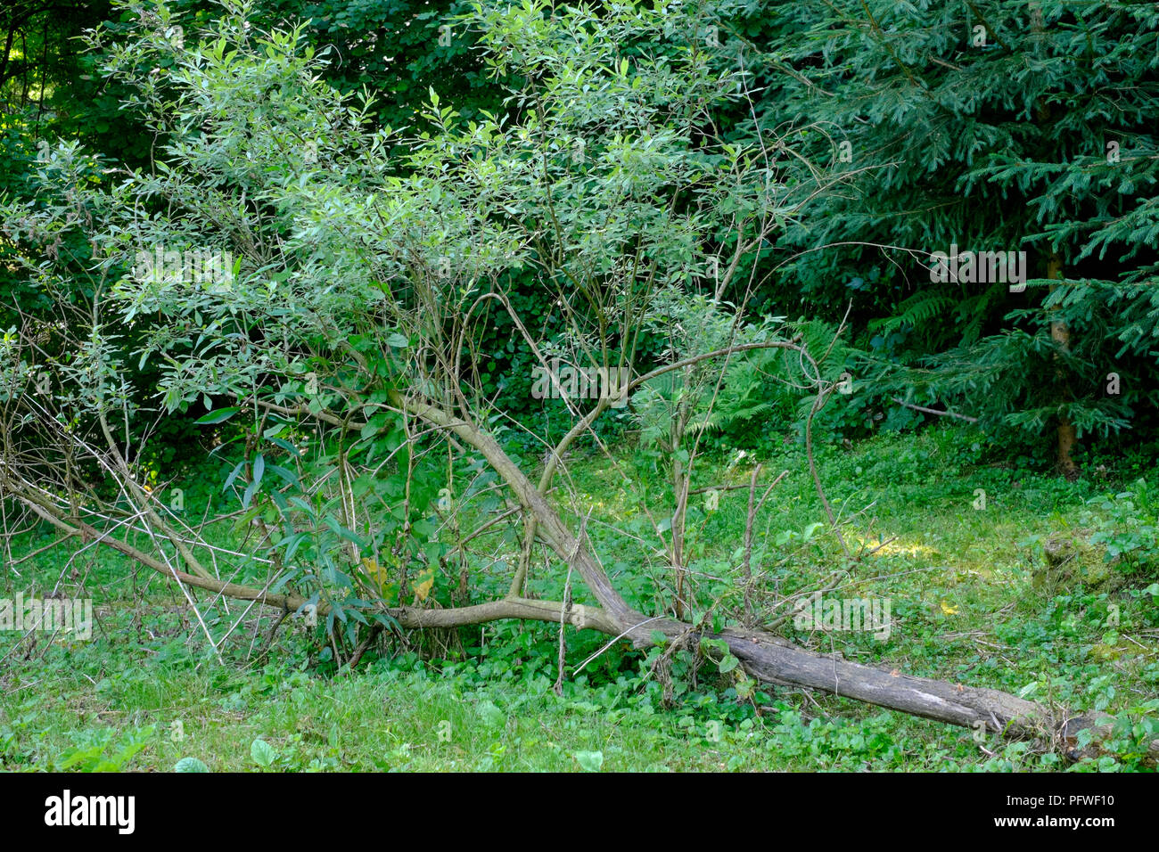 small tree snapped at base continues to grow along the ground horizontally in a garden zala county hungary Stock Photo