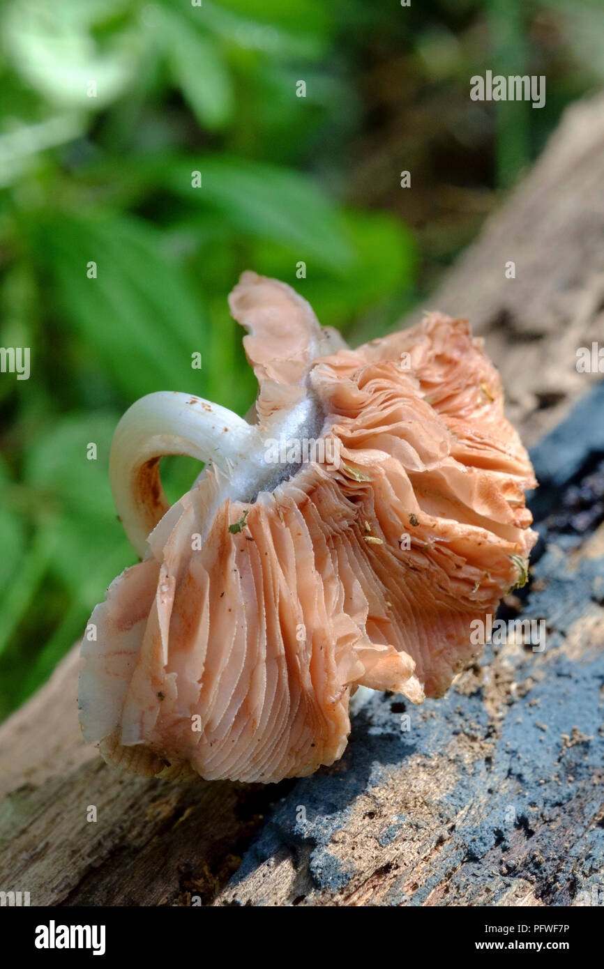 pink coloured waxcap fungus growing on a rotting piece of wood zala county hungary Stock Photo