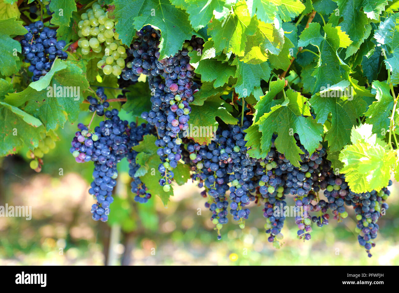 Grape and vine wine discount