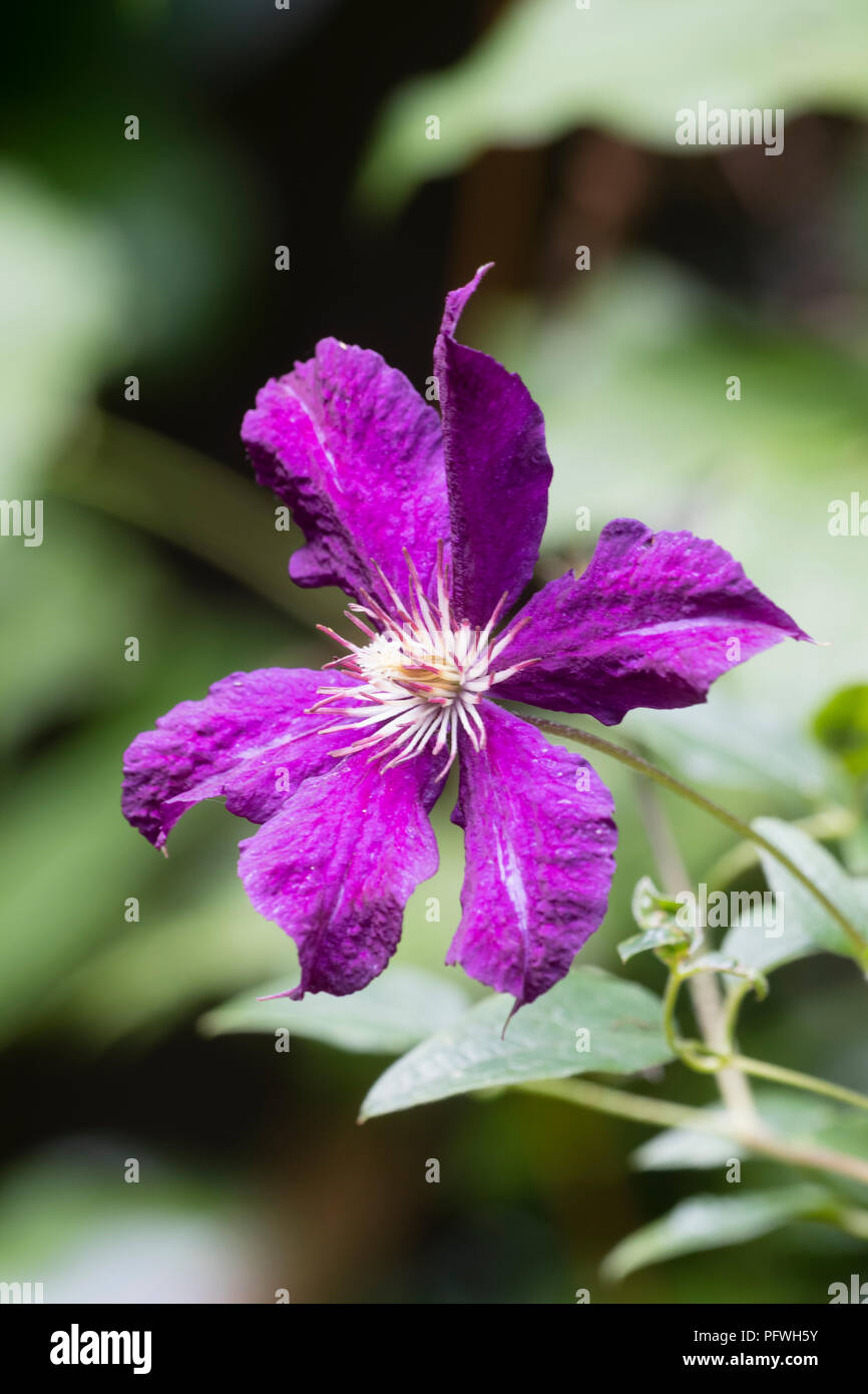 Single purple flower of the large flowered late group clematis, Clematis 'Kosmicheskaia Melodiia' Stock Photo
