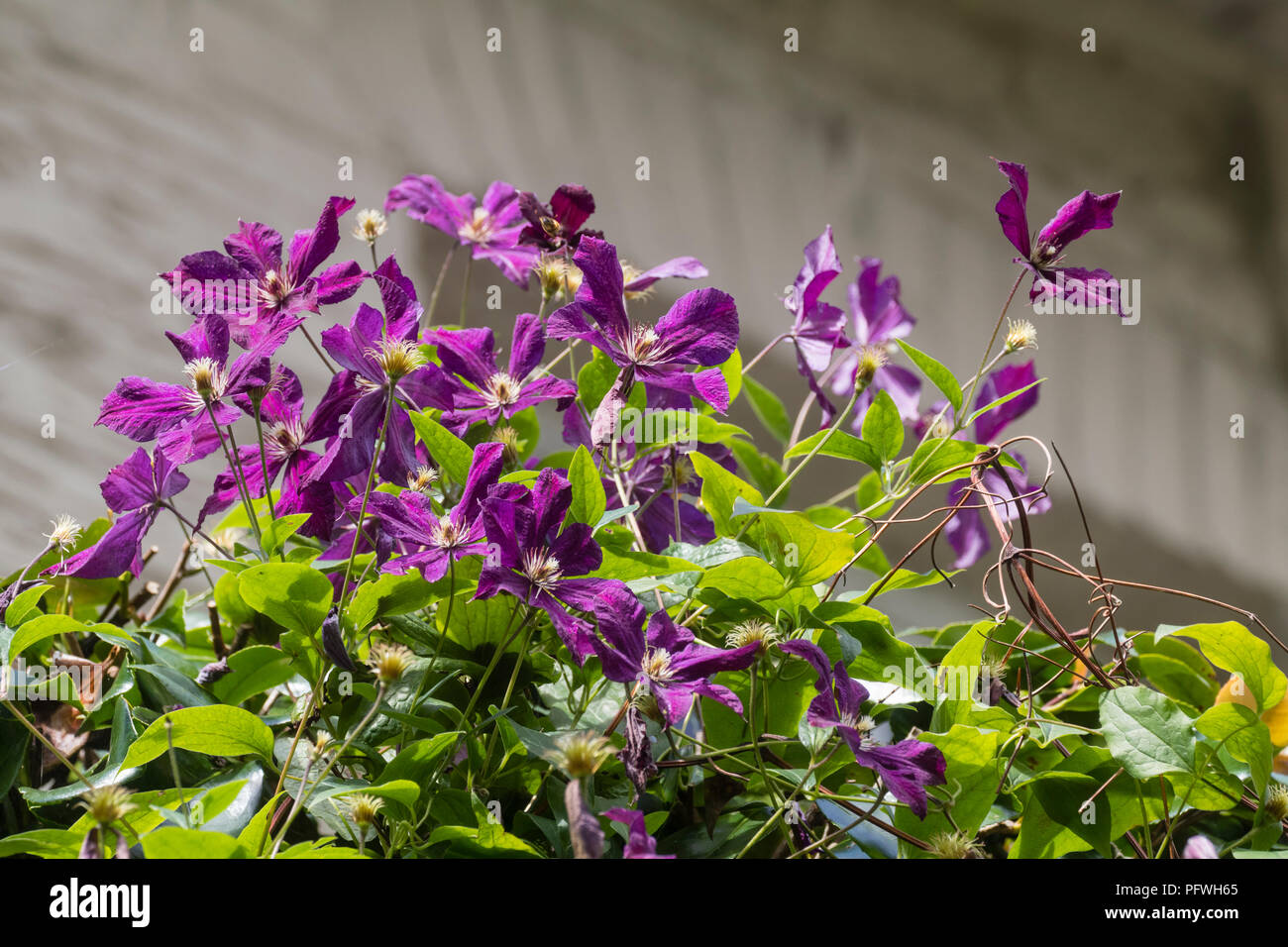 Purple flowers of the large flowered late group clematis, Clematis 'Kosmicheskaia Melodiia' Stock Photo