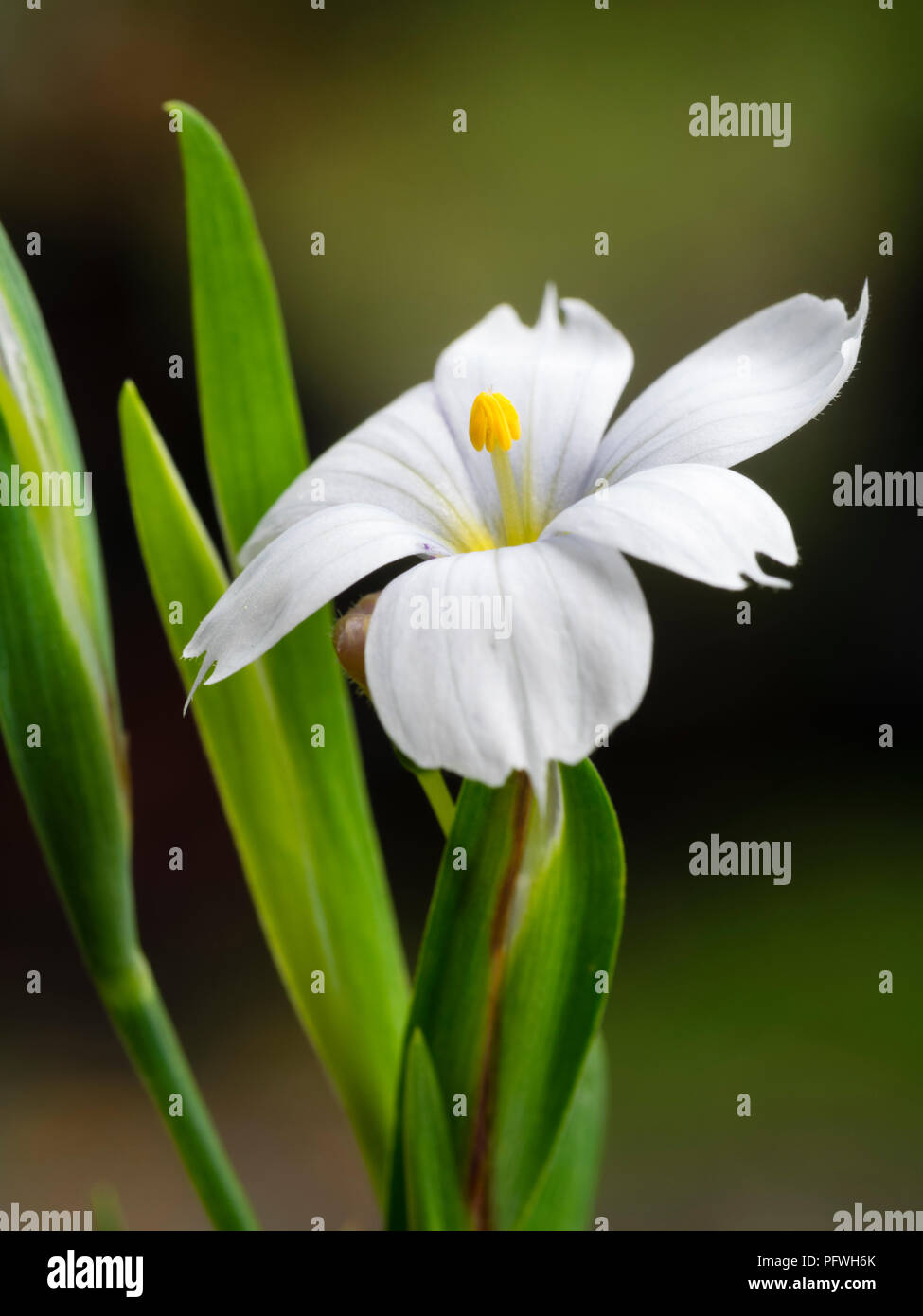 Close up of the white summer flower of the small semi-evergreen, Sisyrinchium idahoense var. macounii 'Album' Stock Photo