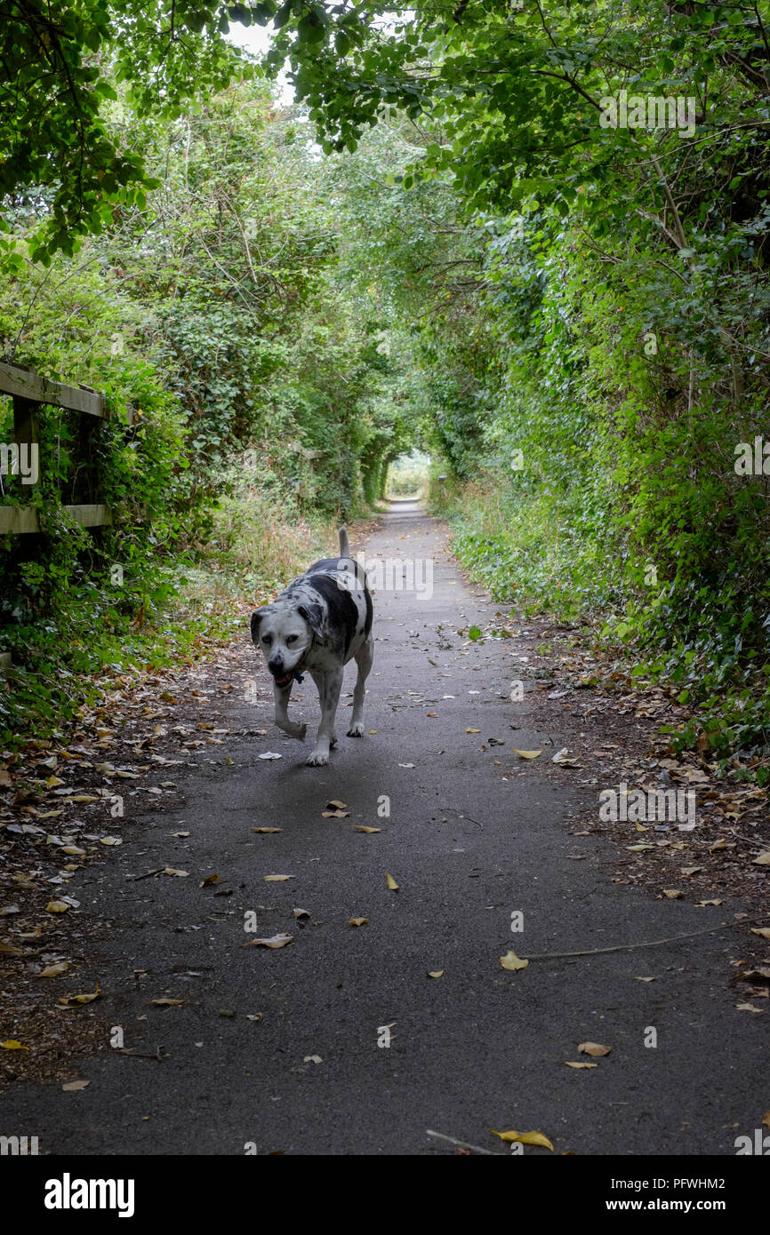 dalmation dog walking along a small wooded path near portsmouth england uk Stock Photo