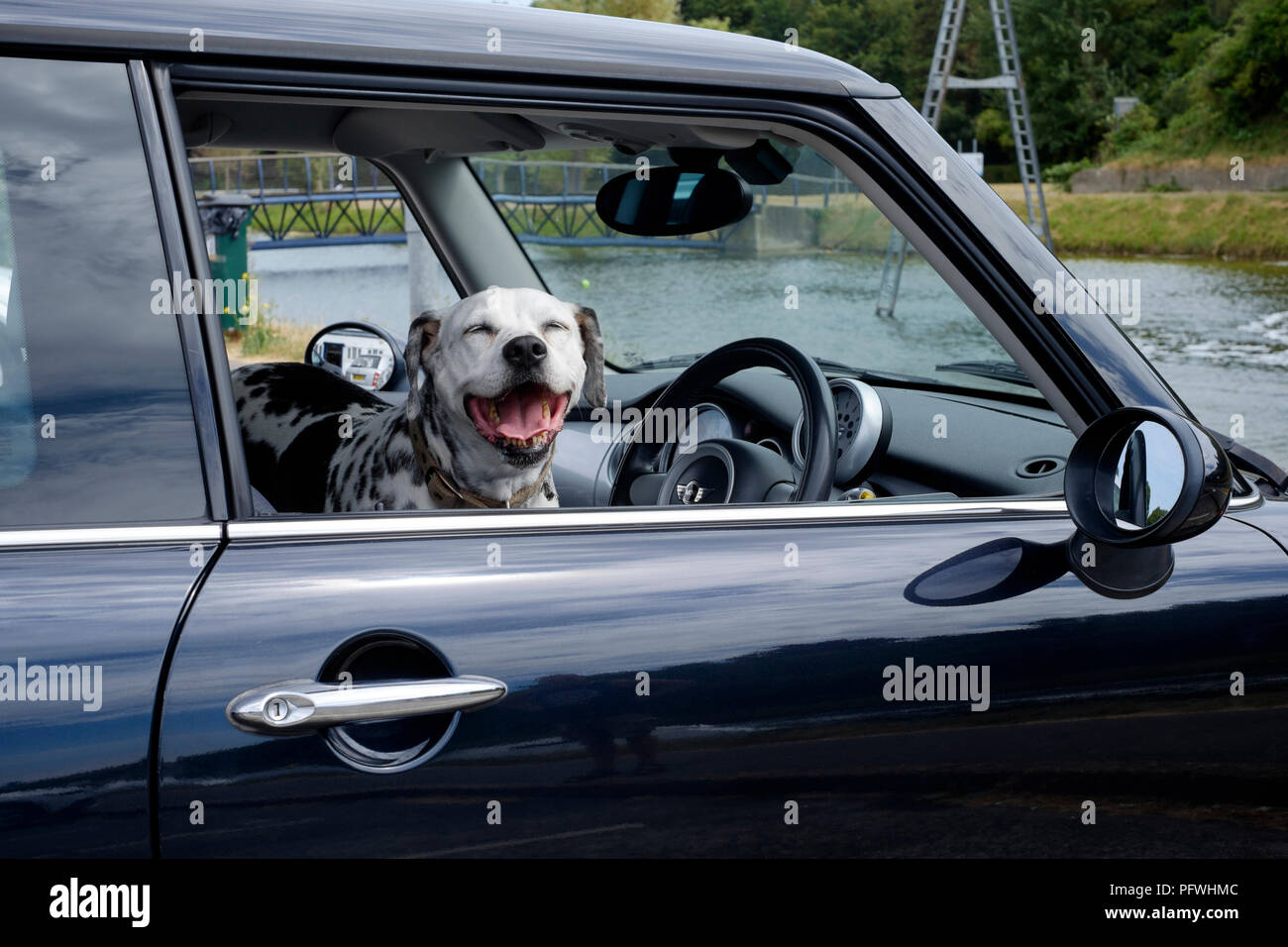 dalmation dog sitting in the front seat of a black mini car england uk Stock Photo