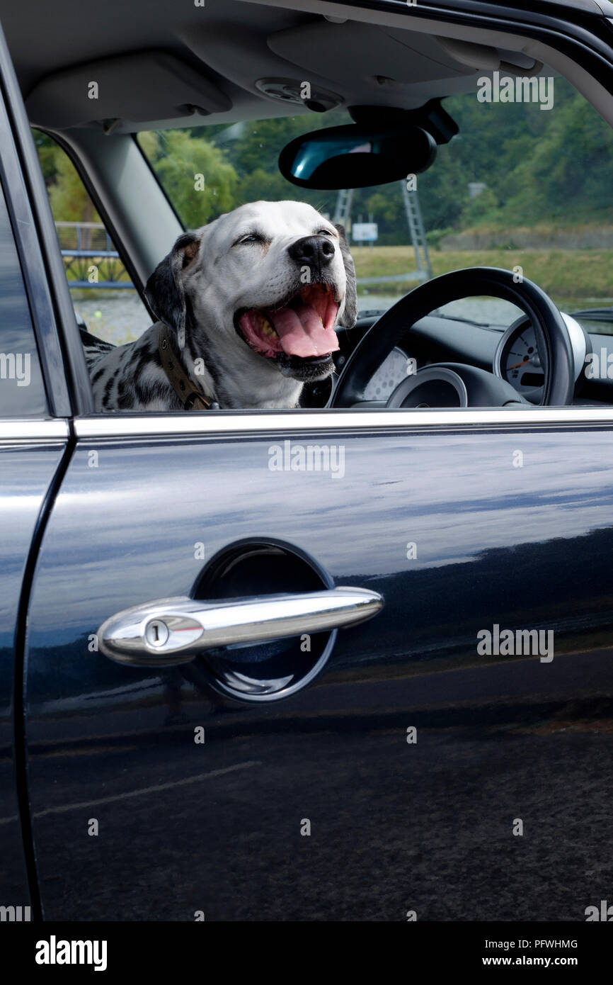 Are Dogs Allowed In Front Seat Of Car Uk