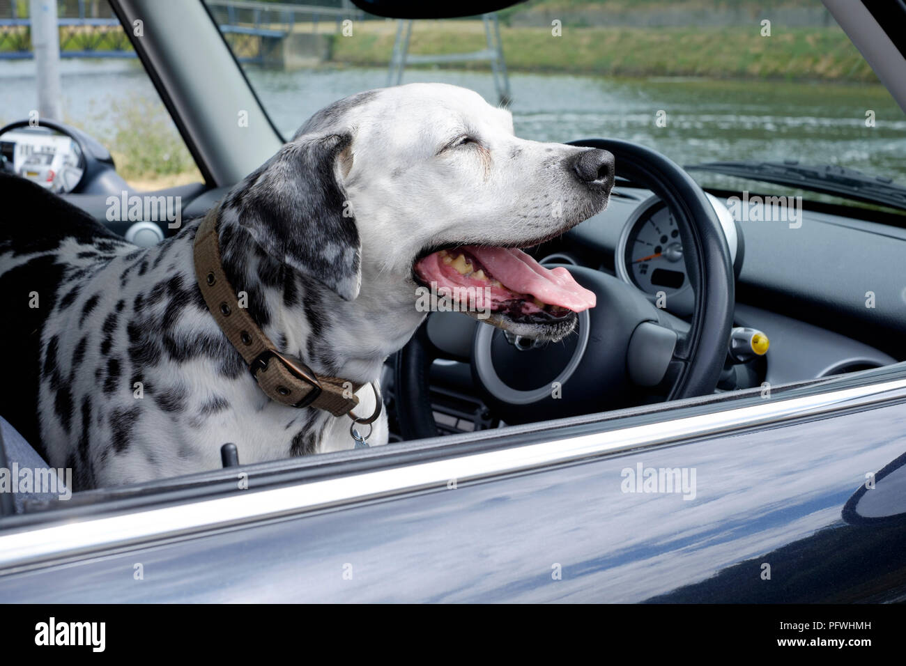 dogs sitting in front seat of car