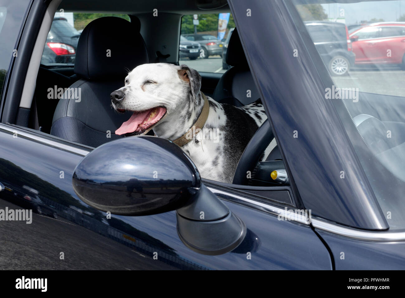 dalmation dog sitting in the front seat of a black mini car england uk Stock Photo