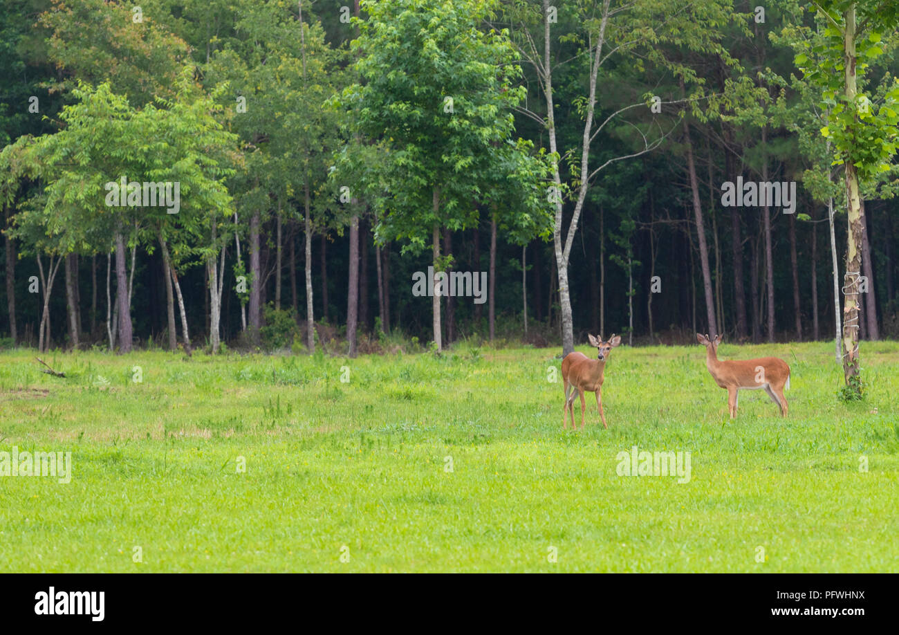 Two male whitetail deer in North Carolina with antlers starting to grow