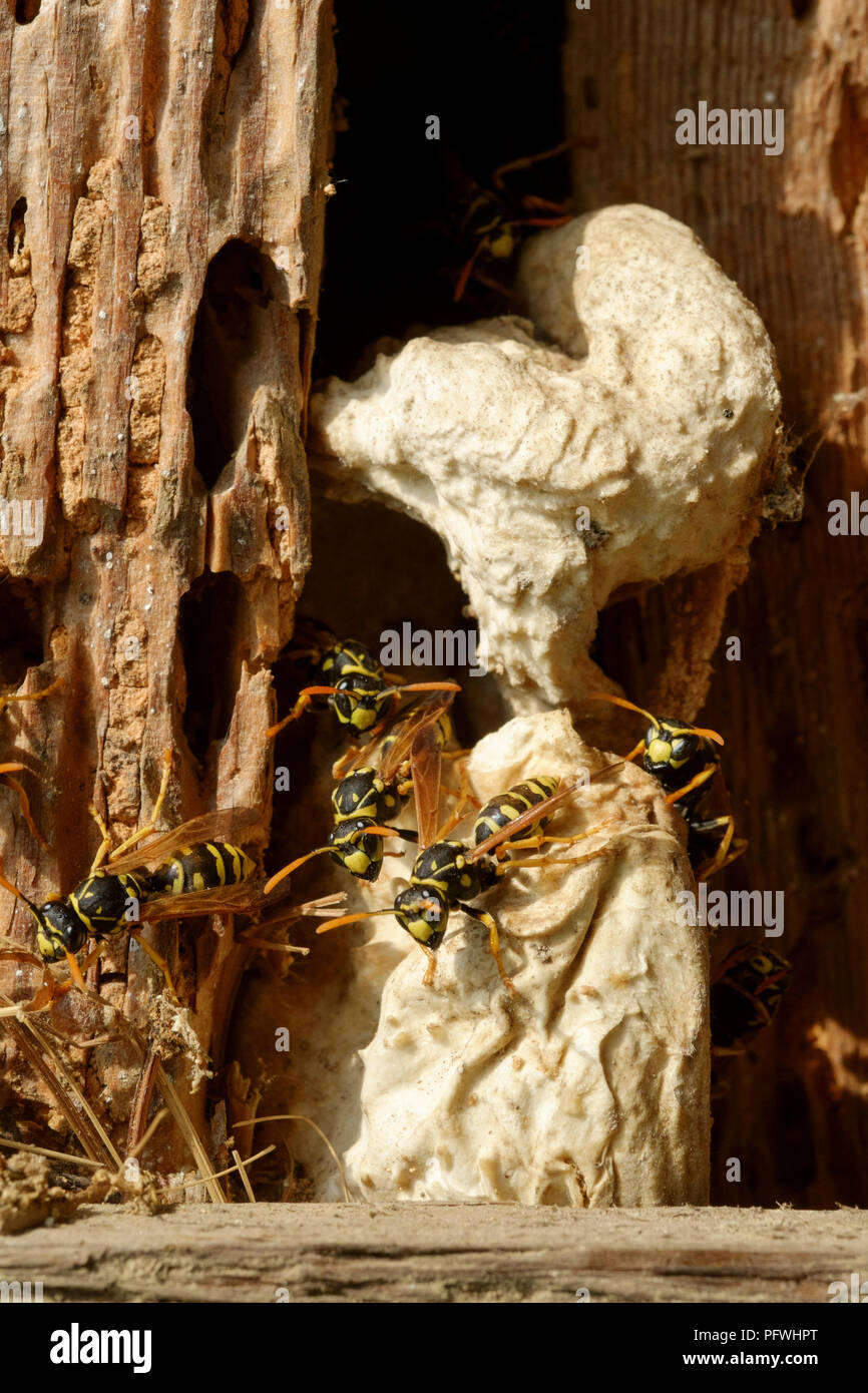 european paper wasps polistes dominula building a nest between rotting wooden planks in an old outbuilding zala county hungary Stock Photo