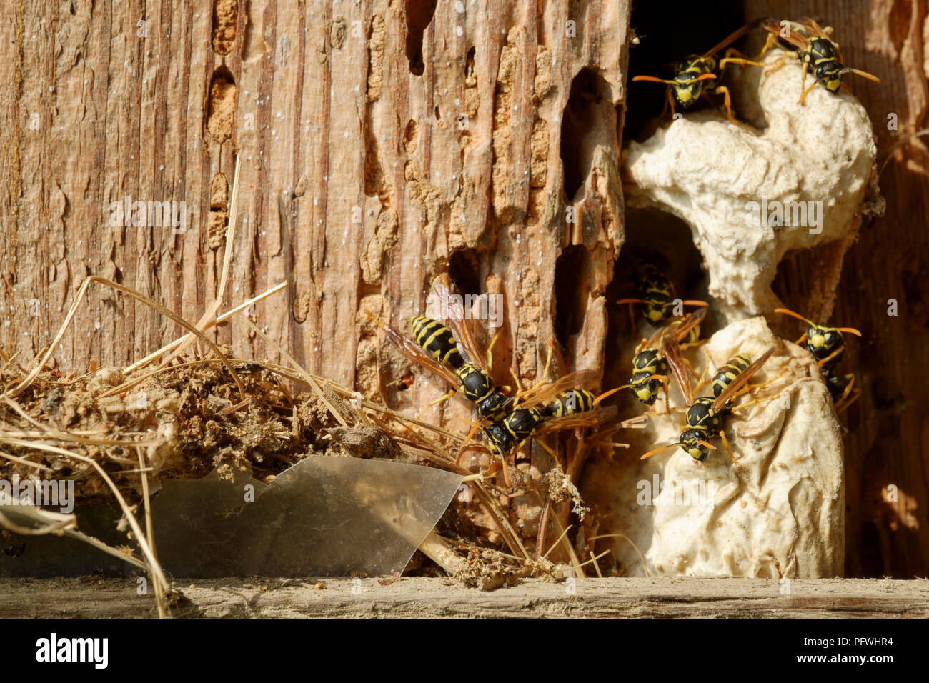 european paper wasps polistes dominula building a nest between rotting wooden planks in an old outbuilding zala county hungary Stock Photo