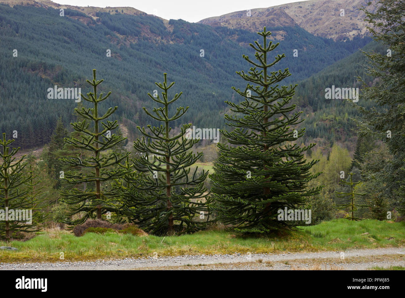 Monkey Puzzle or Chilean Pine at Benmore Botanical Gardens. Dunoon Stock Photo