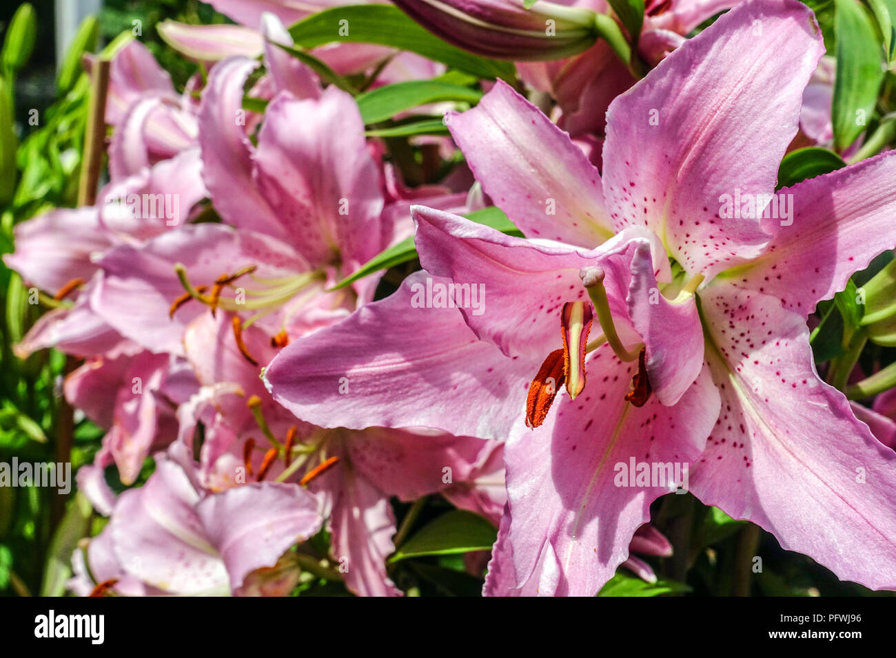 Oriental lily, Lilium ' Chelsea ', Oriental lilies Stock Photo