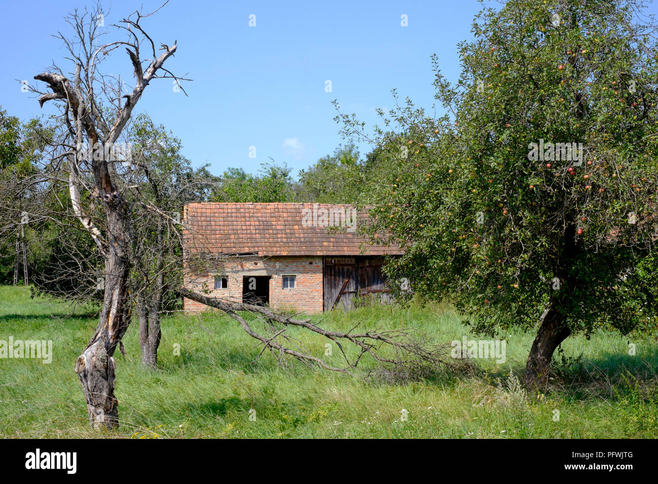 old barn in an overgrown garden along with dead trees zala county hungary Stock Photo