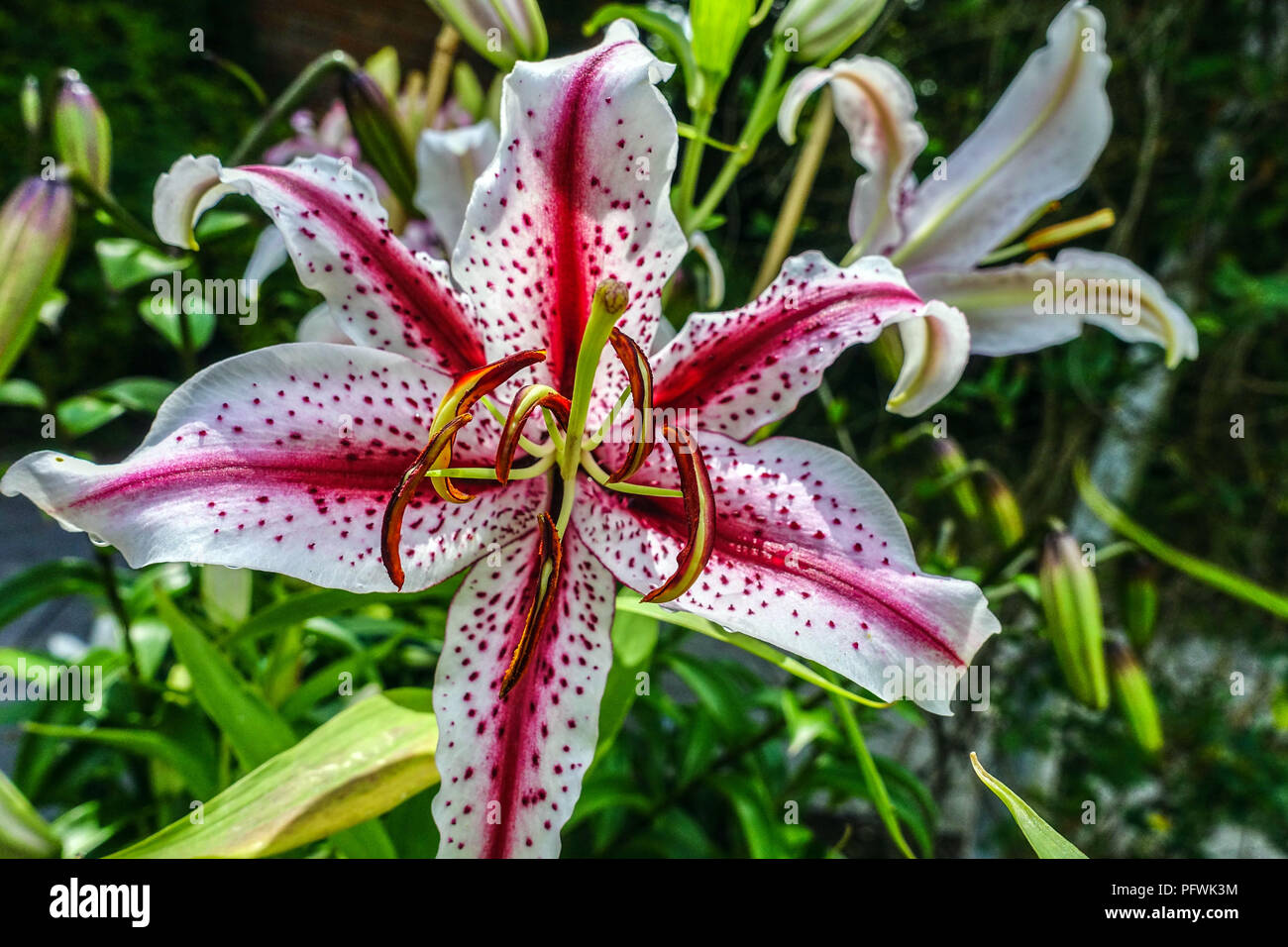 Oriental lily, Lilium 'Dizzy' Oriental lilies, Lilium oriental Stock Photo  - Alamy