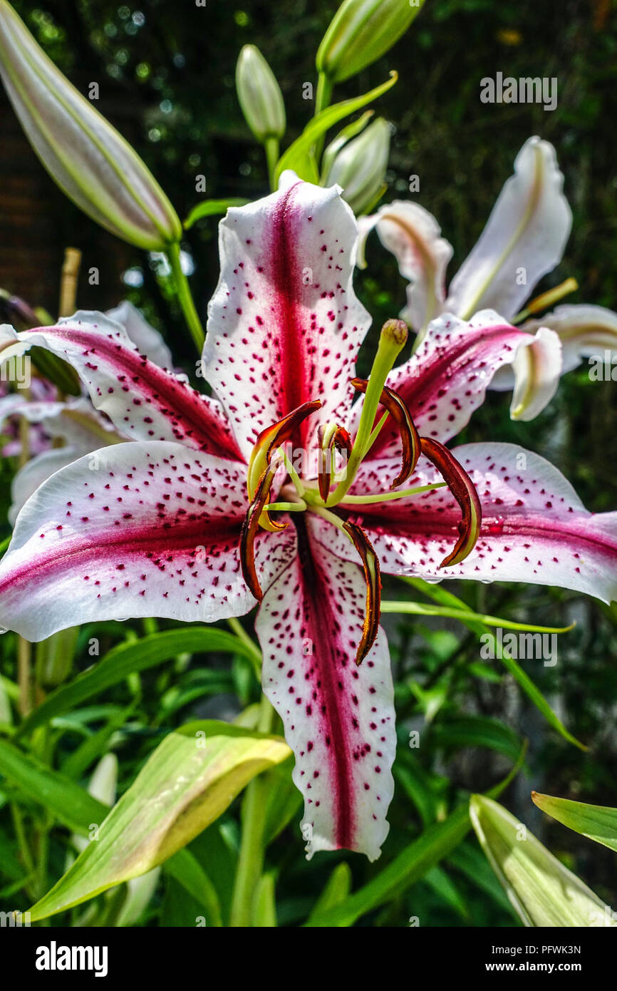 Oriental lily, Lilium " Dizzy ", Oriental lilies Stock Photo Alamy
