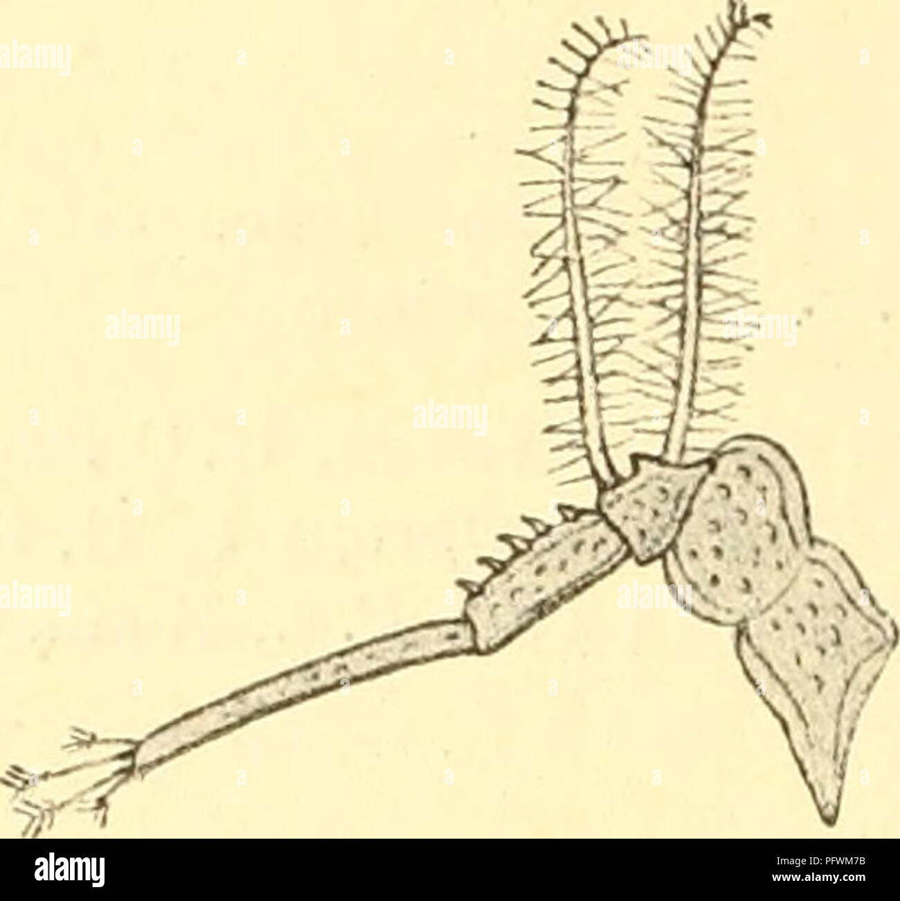 Uropod Rami Uropods hi-res stock photography and images - Alamy