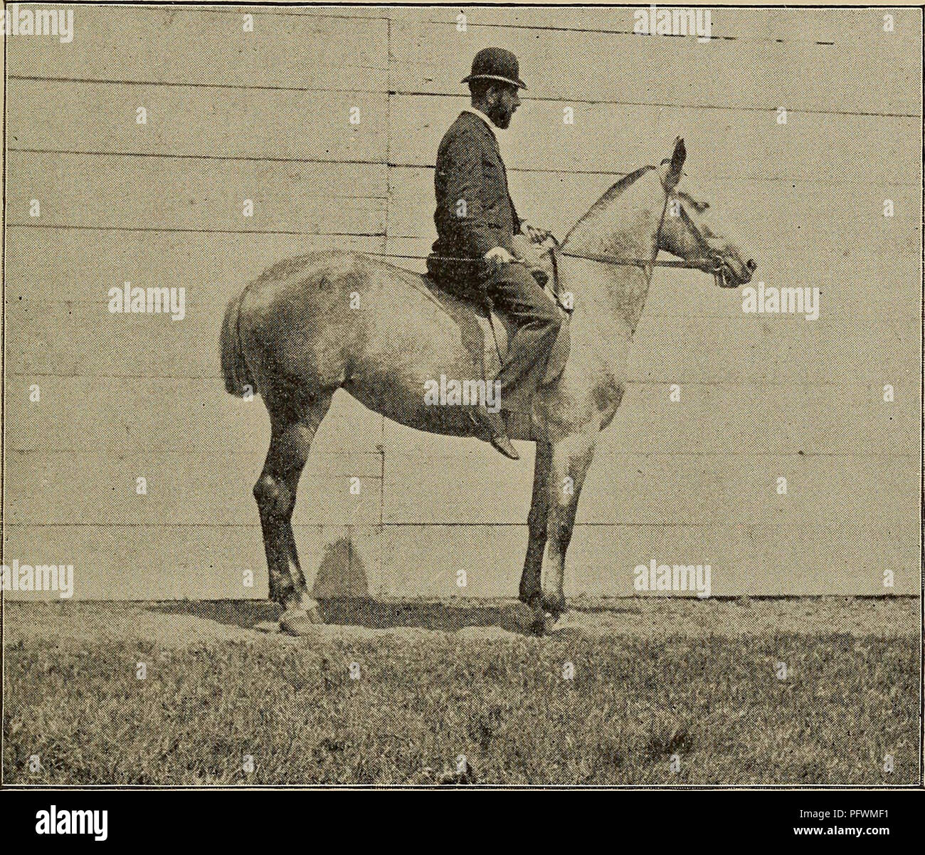 . Curb, snaffle, and spur. Horsemanship; Horses. Stippling and