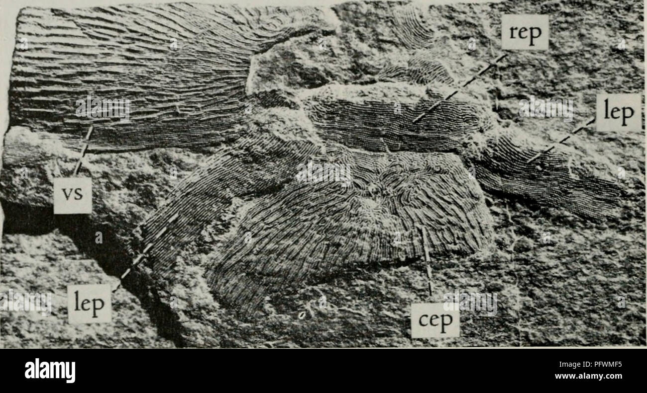 . The Cyathaspididae; a family of Silurian and Devonian jawless vertebrates. Cyathaspididae. 360 FIELDIANA: GEOLOGY, VOLUME 13 orbital part (fig. 111). The latter is to be identified as the anterior end with curved ridges of the plates labeled b and b' in Matthew's -:'â rCP v % â â -- . lepi. ,lep, Fig. 111. Cyathaspis acadica, type, parts of dorsal and ventral shields; Royal Ontario Museum 1117 (X 5/2). cep, central epitegum; lep, lateral epitegum; rep, rostral epitegum; vs, ventral shield. figure (1888, pi. 4, fig. 4). In its known characters there is nothing to distinguish this species from Stock Photo