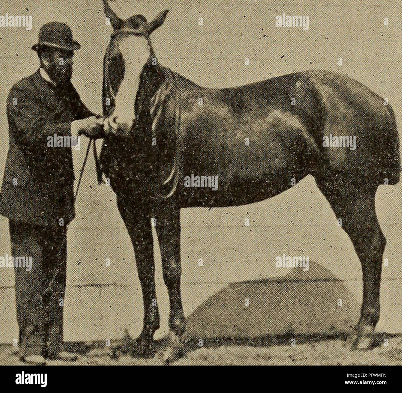 Horses flanks hires stock photography and images Alamy