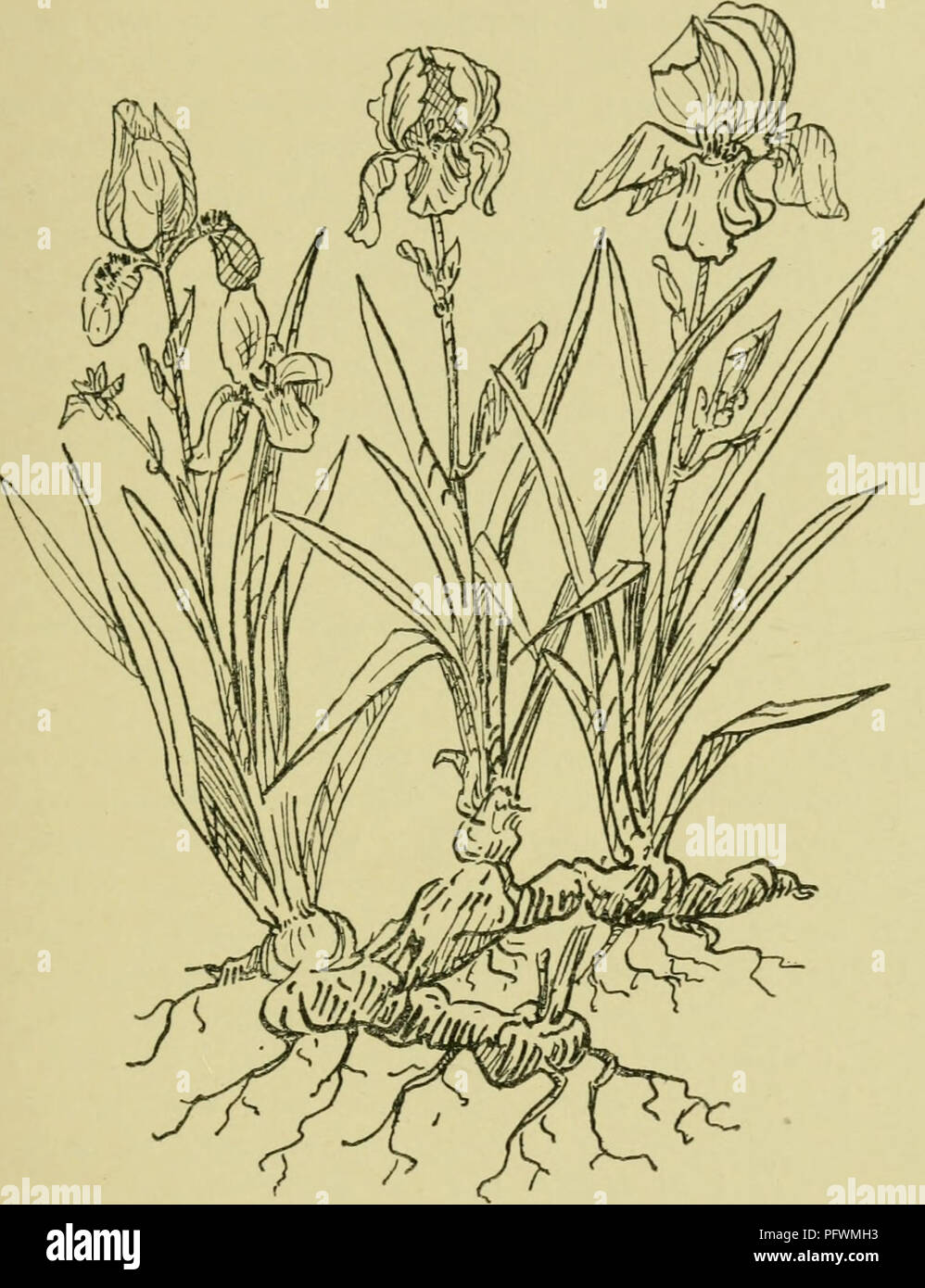 . The culture of pot-plants in rooms, greenhouses, & frames. Plants, Potted; Container gardening. BULBS IN POTS, BOWLS, AND GLASSES 141 finished flowering, and gradually dried off. In August or September they may be repotted or, if they still have plenty. Fig. 61.—Rhyzomatous Irises of space, left in the same pots, provided that some fresh rich soil is added. See also p. 75. Ixia.—The bulbs should be potted in autumn, and kept in a greenhouse or a frame. Unless the temperature is high they will need very little water until spring. In other. Please note that these images are extracted from Stock Photo