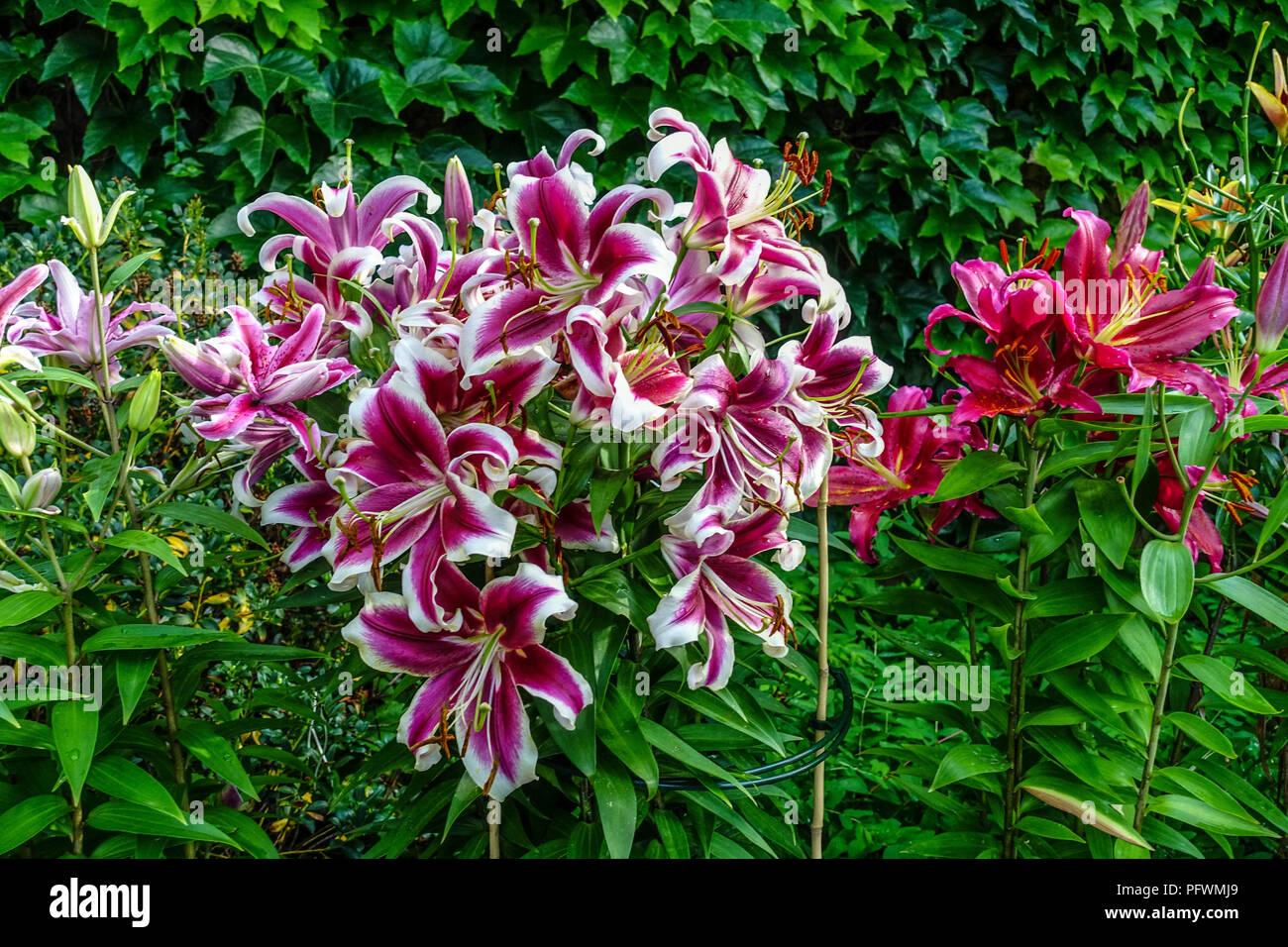 Oriental lily, Lilium " Flashpoint ", Oriental lilies Stock Photo Alamy