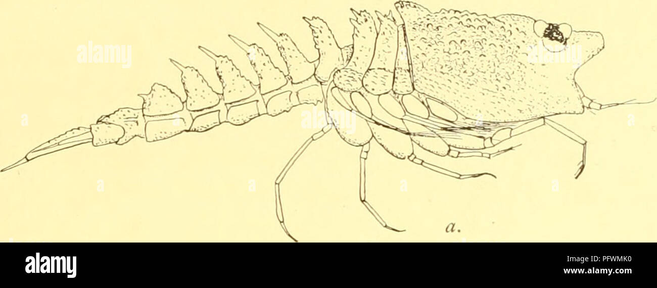 . The Cumacea of the Siboga-expedition. Cumacea; Zoology. 11 I. Nannastacus Hanseni n. sp. (Text-fig. i, aâe). Description of adult Male. Total length 1,5 mm. Carapace about two-fifths of total length, broader than deep, dorsal surface depressed in the middle line between the swollen branchial regions and elevated posteriorly into a bilobed prominence which overhangs the succeeding somites. Pseudorostrum, seen from the side, hori- zontal, truncate. Antero-lateral angle slightly produced forwards, bluntly pointed and obscurely serrate. Seen from above the pseudorostral plates do not meet either Stock Photo