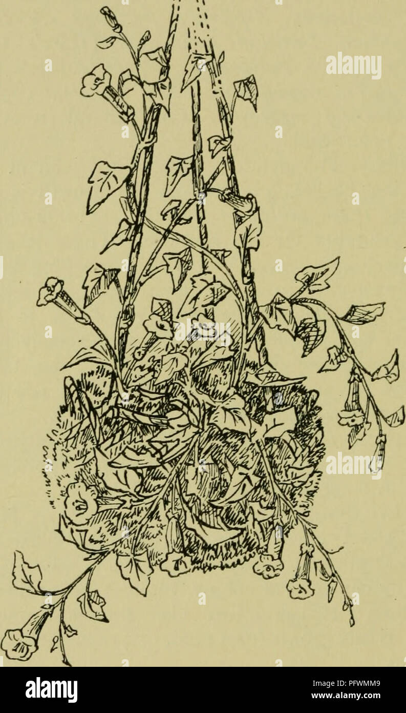 . The culture of pot-plants in rooms, greenhouses, & frames. Plants, Potted; Container gardening. 00 THE CULTURE OF POT-PLANTS with tubular purple or rose flowers in summer. As it is apt to grow rather tall, it should be trained round and round the. Fig. 41.—Maurandia in Hanging Basket, some of the shoots trained up the wires. basket, some of the side shoots being allowed to ascend the wires. Propagated by seed in March or April, or by cuttings in August- The plants are not of much use in their second year.. Please note that these images are extracted from scanned page images that may have Stock Photo