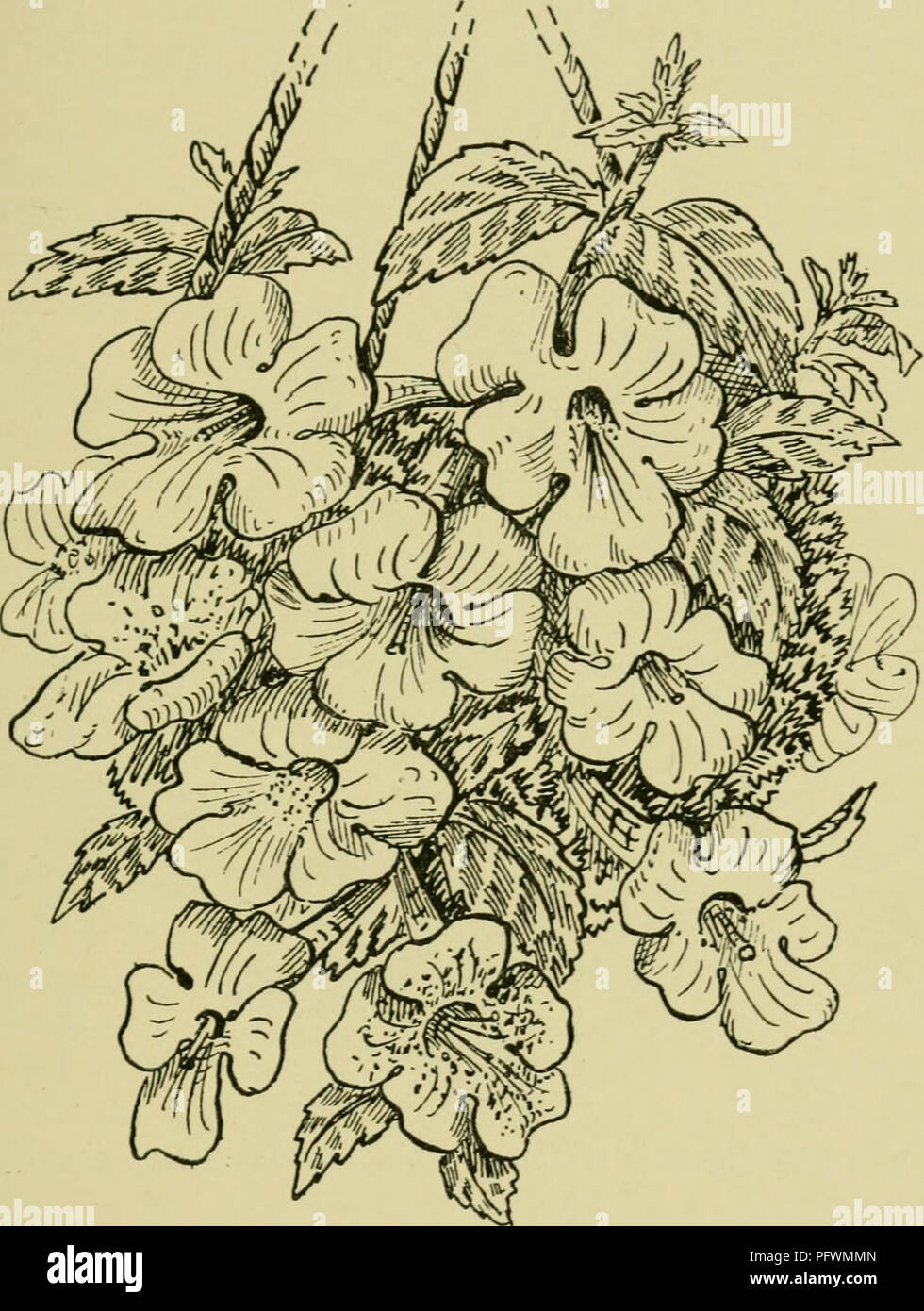 . The culture of pot-plants in rooms, greenhouses, &amp; frames. Plants, Potted; Container gardening. PLANTS FOR HANGING BASKETS 95 shrubs. A number of ferns are grouped by themselves, as they require very similar treatment.. Fig. 38.—^Achimenes in Hanging Basket. Acacia.—A. rotimdifoUa and one or two other species, mostly with yellow flowers, are sometimes grown in hanging baskets. They are apt to get too large, and should be cut back immediately after flowering. For general cultivation, see p. 49.. Please note that these images are extracted from scanned page images that may have been digita Stock Photo
