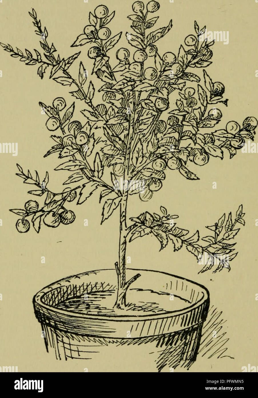 . The culture of pot-plants in rooms, greenhouses, &amp; frames. Plants, Potted; Container gardening. 90 THE CULTURE OF POT-PLANTS. Fig. 36.—Pernettya mucronata.. Please note that these images are extracted from scanned page images that may have been digitally enhanced for readability - coloration and appearance of these illustrations may not perfectly resemble the original work.. Davidson, Hugh Coleman, b. 1852. London, C. Lockwood Stock Photo