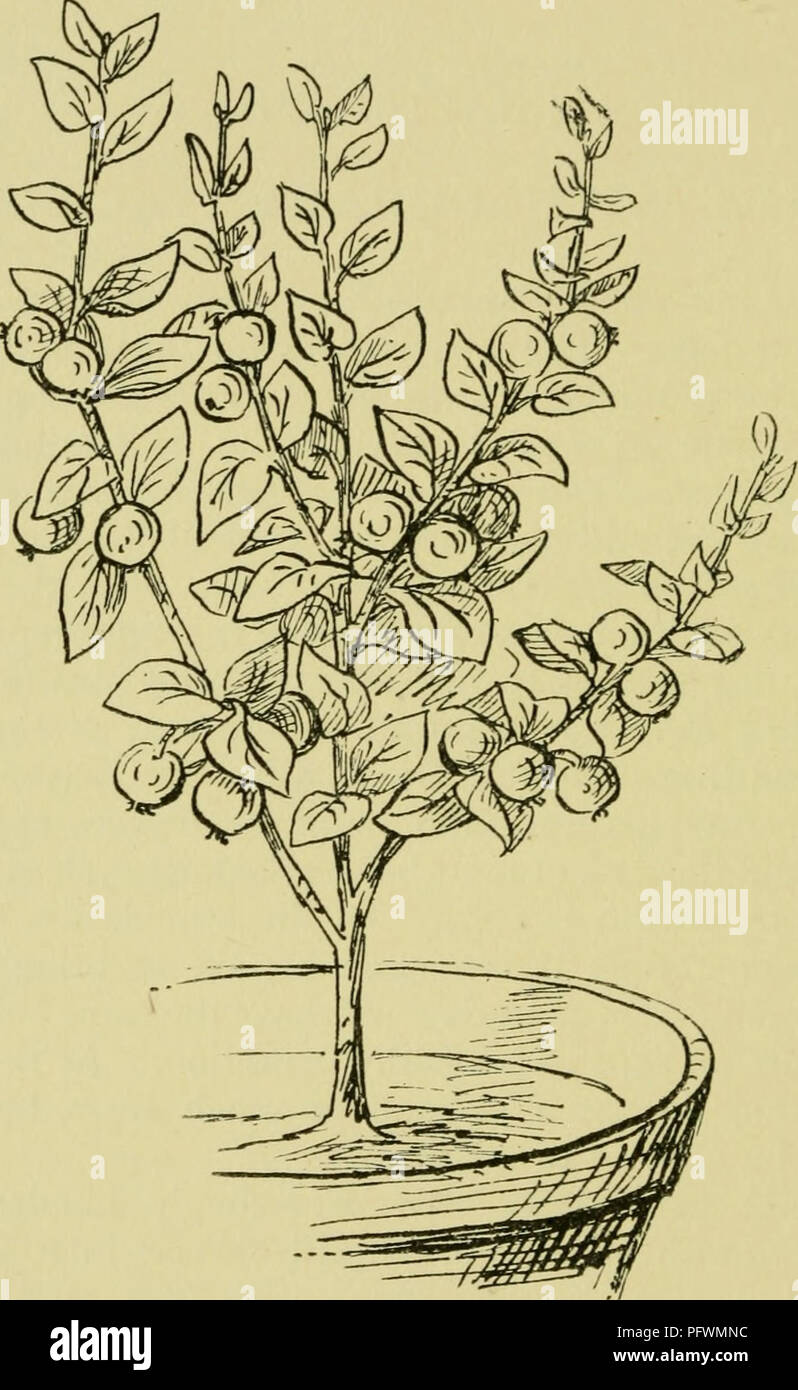. The culture of pot-plants in rooms, greenhouses, &amp; frames. Plants, Potted; Container gardening. 88 THE CULTURE OF POT-PLANTS If desired, the shoots taken off can be used as cuttings. There are several other species with ornamental fruits, for. Fig. 35.—Cotoneaster Simonsii. instance A. macrocarpa which has bright red berries; but A. crenulata is the easiest to manage, and on the whole the most effective. Scale is sometimes troublesome; it should be sponged off the leaves with soapy water as soon as it is noticed.. Please note that these images are extracted from scanned page images that  Stock Photo